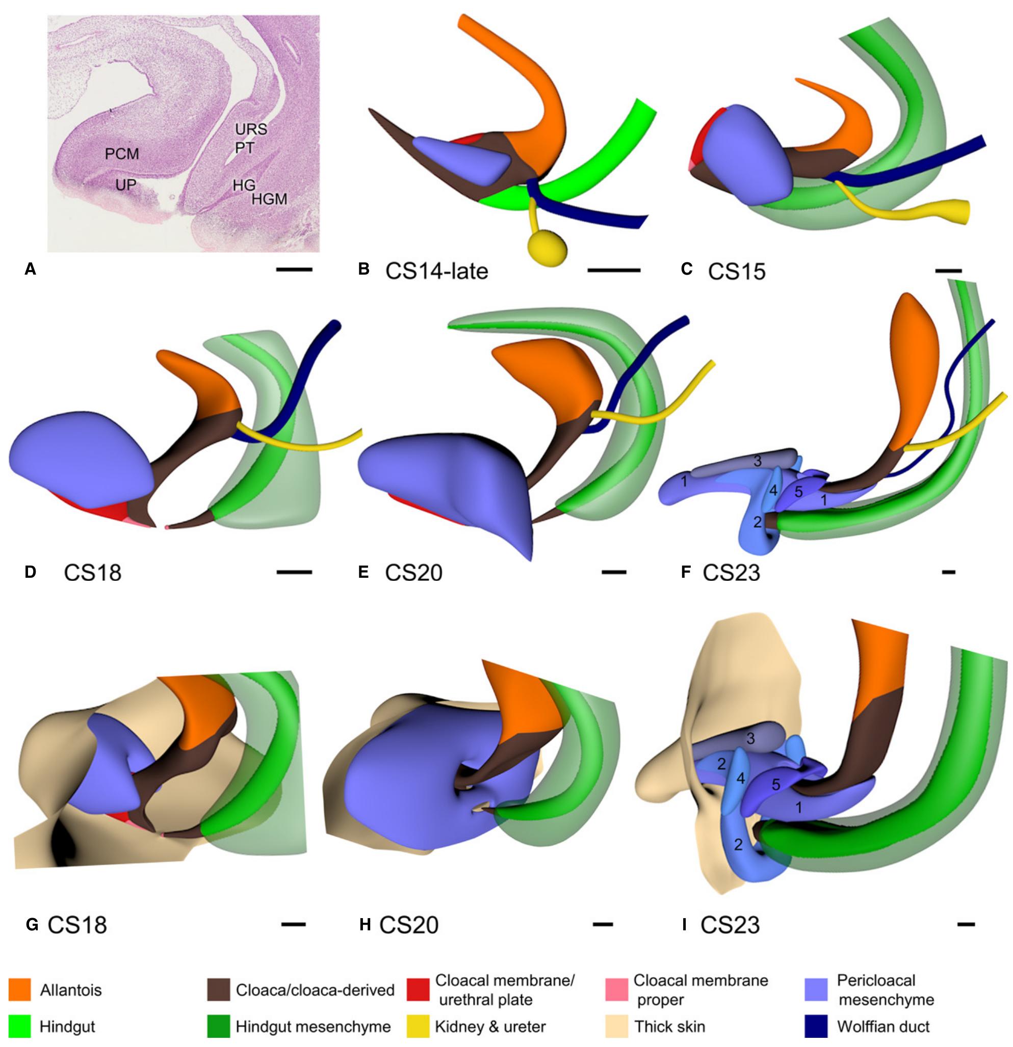 Cloaca Development (PDF) The development of the cloaca in the human embryo