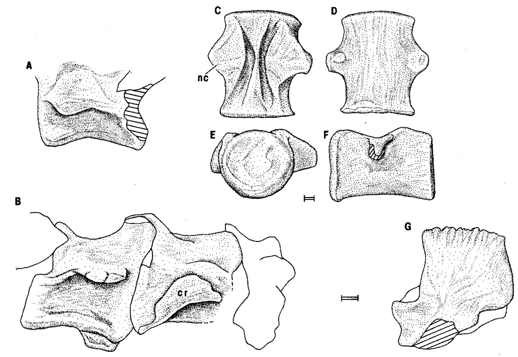 (PDF) A choristoderan reptile from the Lower Cretaceous of Japan