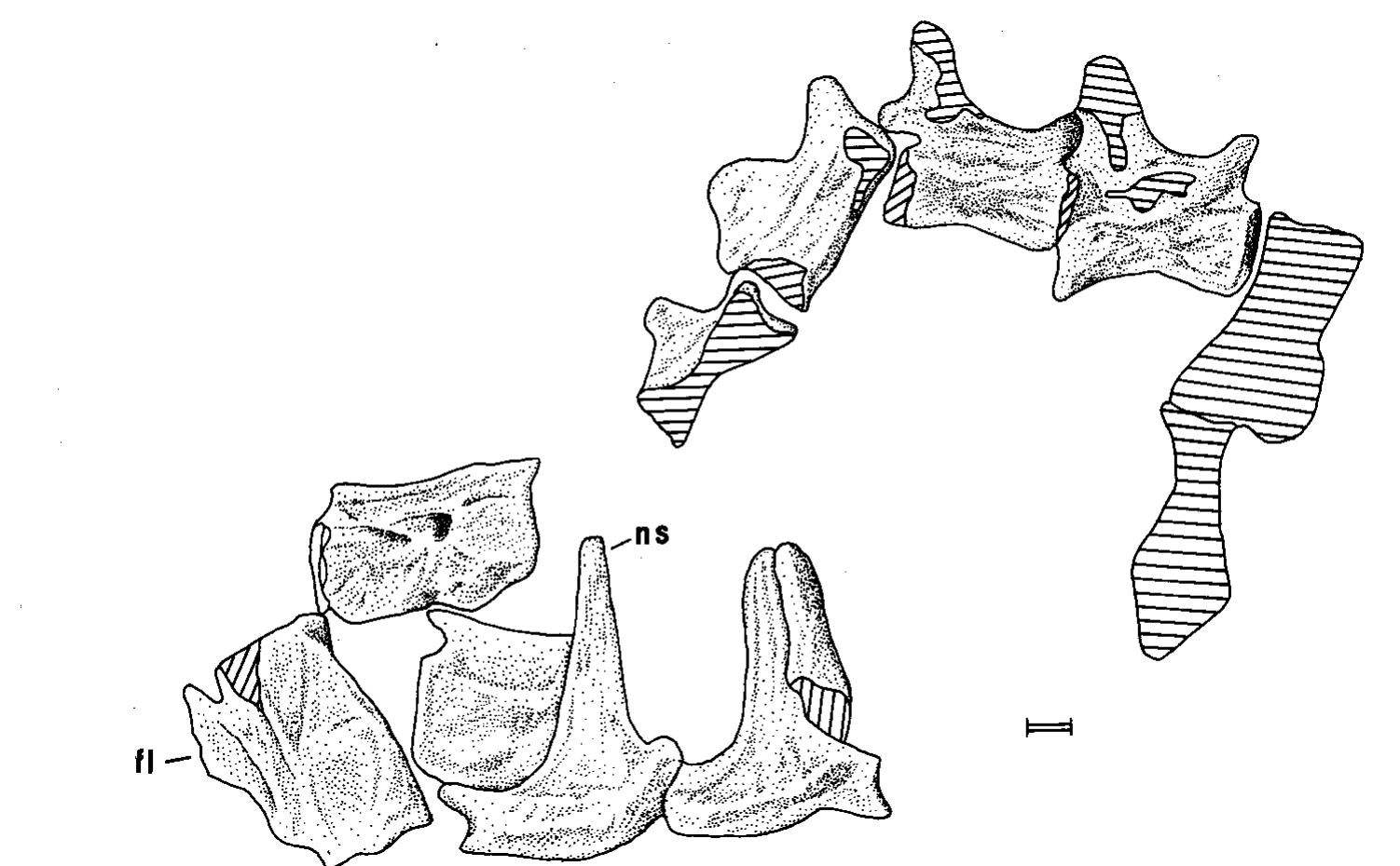 (PDF) A choristoderan reptile from the Lower Cretaceous of Japan