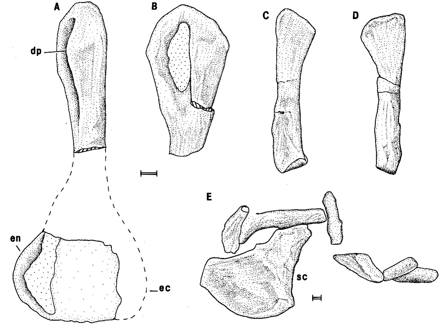 (PDF) A choristoderan reptile from the Lower Cretaceous of Japan