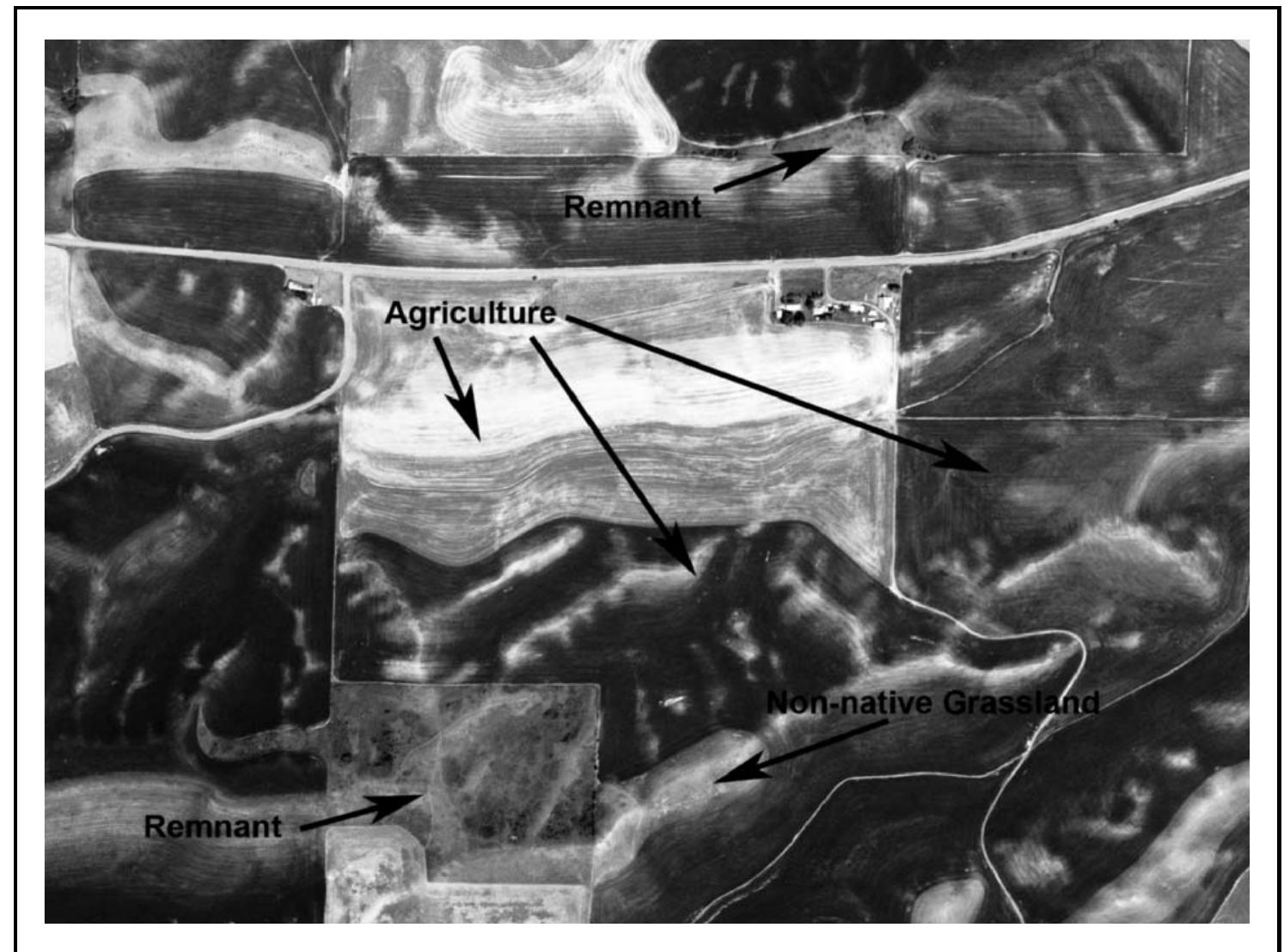Naip Image Example (PDF) Characteristics and Distribution of Palouse Prairie Remnants ...