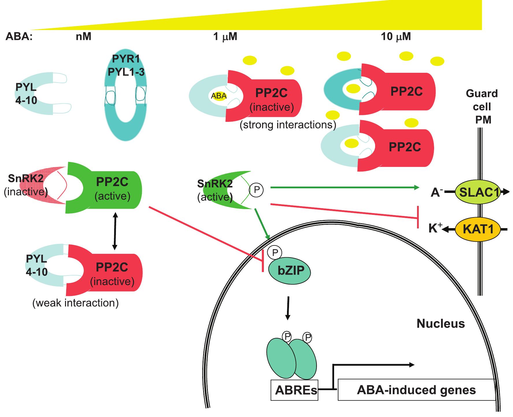 Core aba signaling pathway interactions across a broad range