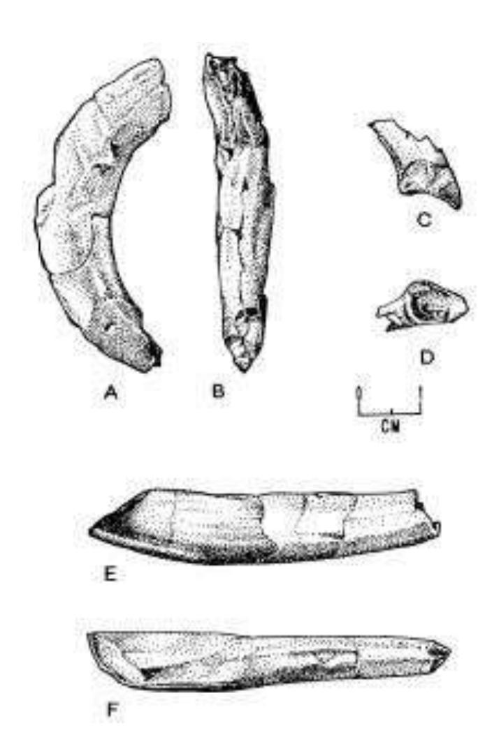 Figure 13 - Morphology, systematics, and evolution of the