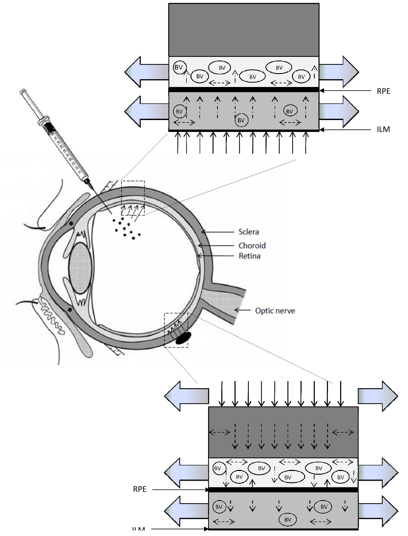 (PDF) Drug Delivery to the Posterior Segment of the Eye: Challenges and ...
