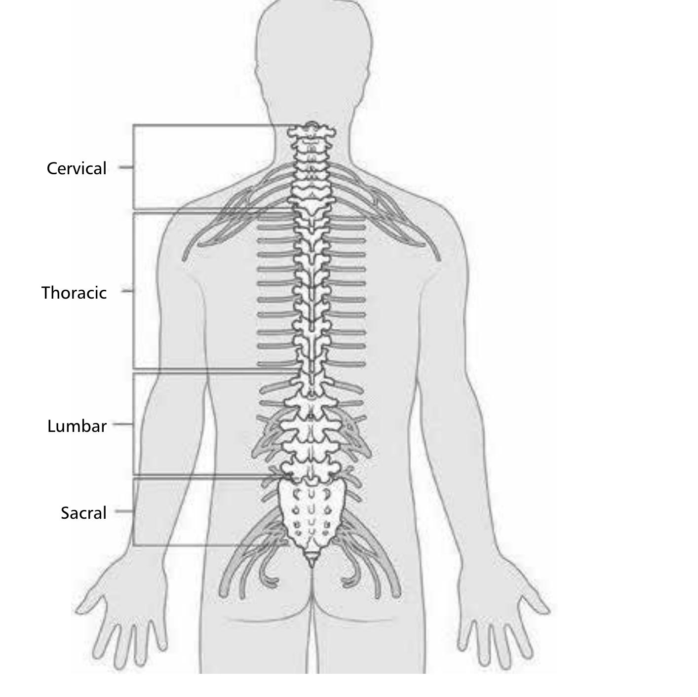 Spinal cord. reproduced with permission from cancerhelp uk,