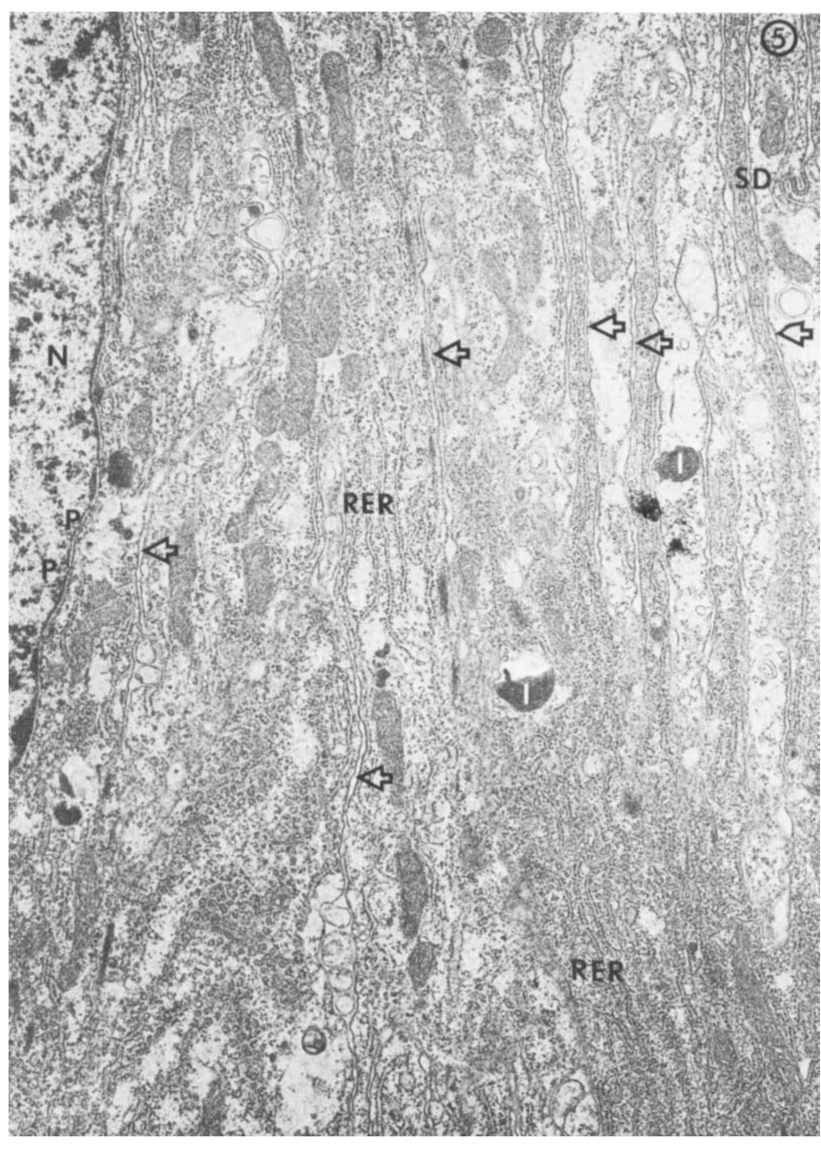 Perinuclear Inclusions (PDF) The structure of the chambered nautilus siphuncle: The ...