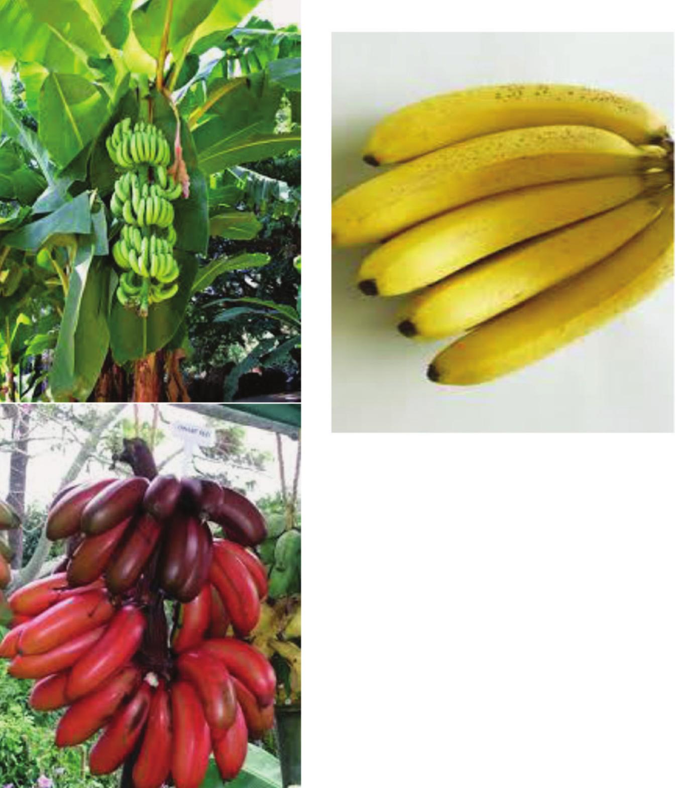 Figure 1 - from Bioactive compounds in banana fruits and
