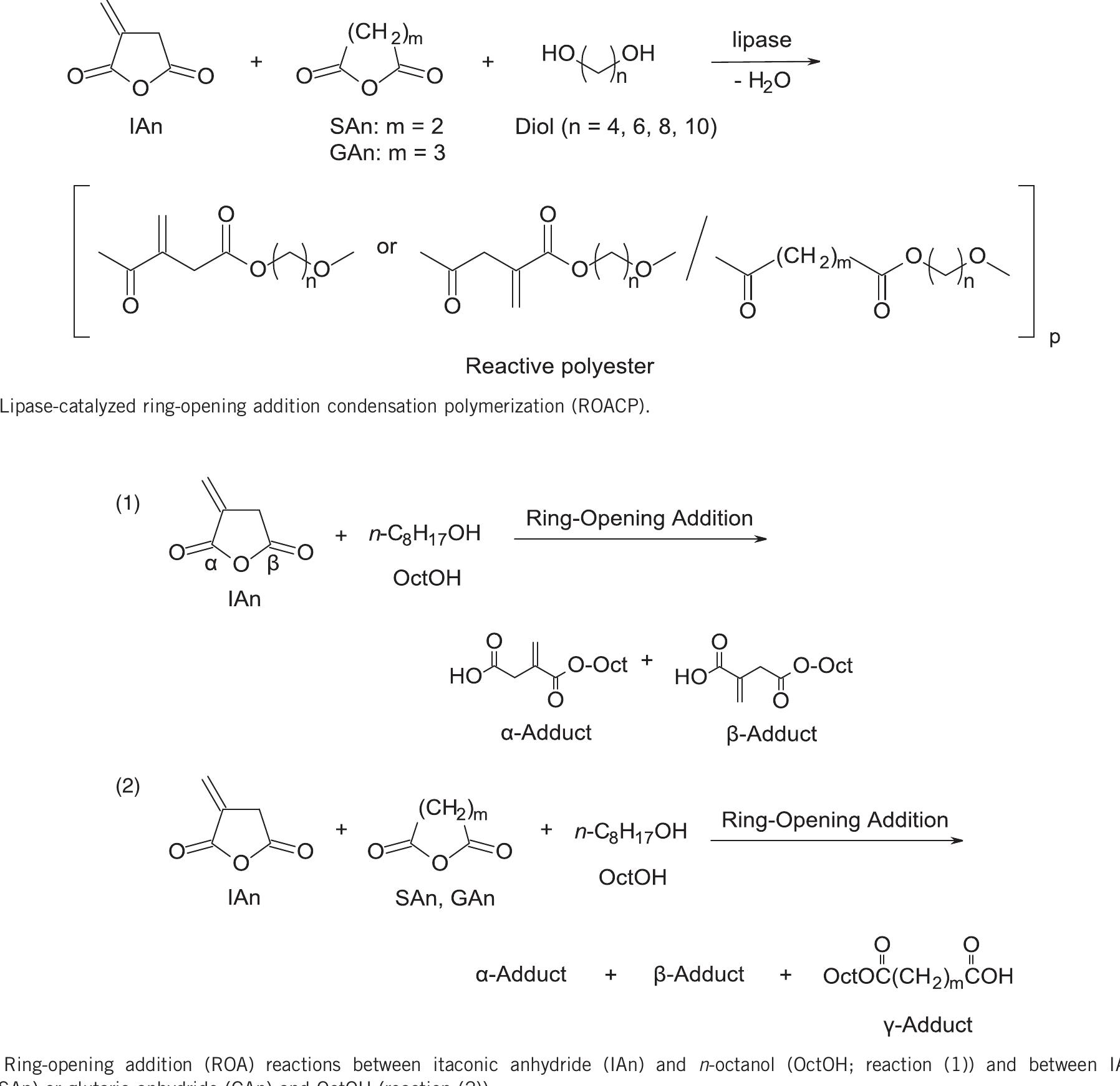 Polyesters Rxn Figure 6 - from Green polymer chemistry: lipase-catalyzed