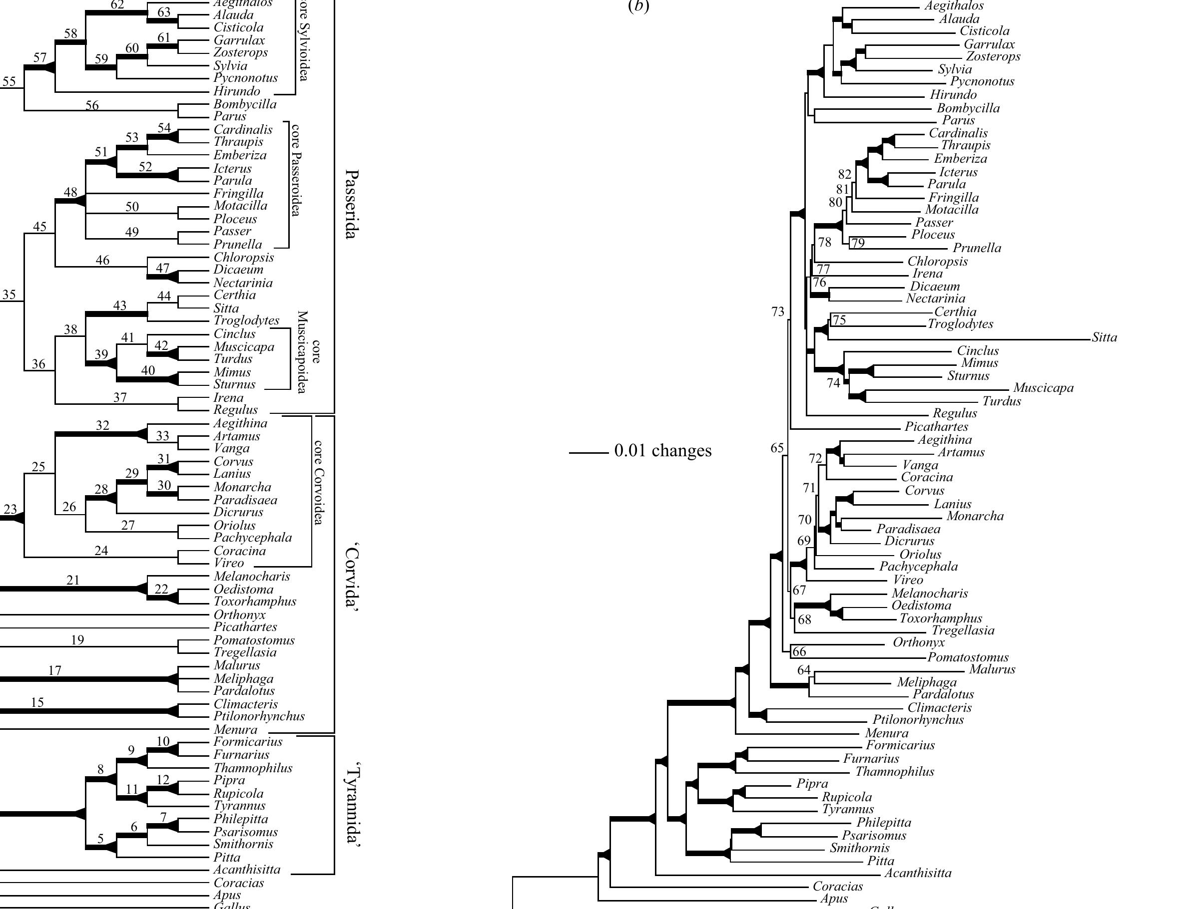 Figure 1. Trees obtained from analyses of combined passerine RAG-1 and c-mos data: (a) parsimony (strict consensus of 27 trees, L=5506 steps) and (6) maximum likelihood  (-IndA = 34 099.2, see table 2 for parameters, branch lengths proportional to expected changes per site). The numbers on the branches refer to nodal support data in Appendix B. The proportion of bootstrap replicates in which a given node was recovered is indicated by branch thickness: a thickened branch indicates 50% < BP < 75% and a thickened branch with a terminal expansion indicates BP = 75%. 