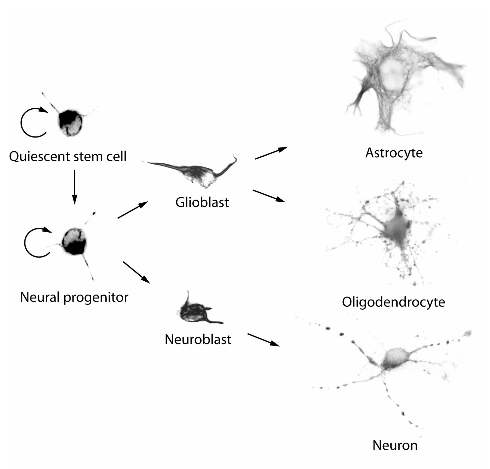 Schematic picture of how quiescent neural stem cells undergo