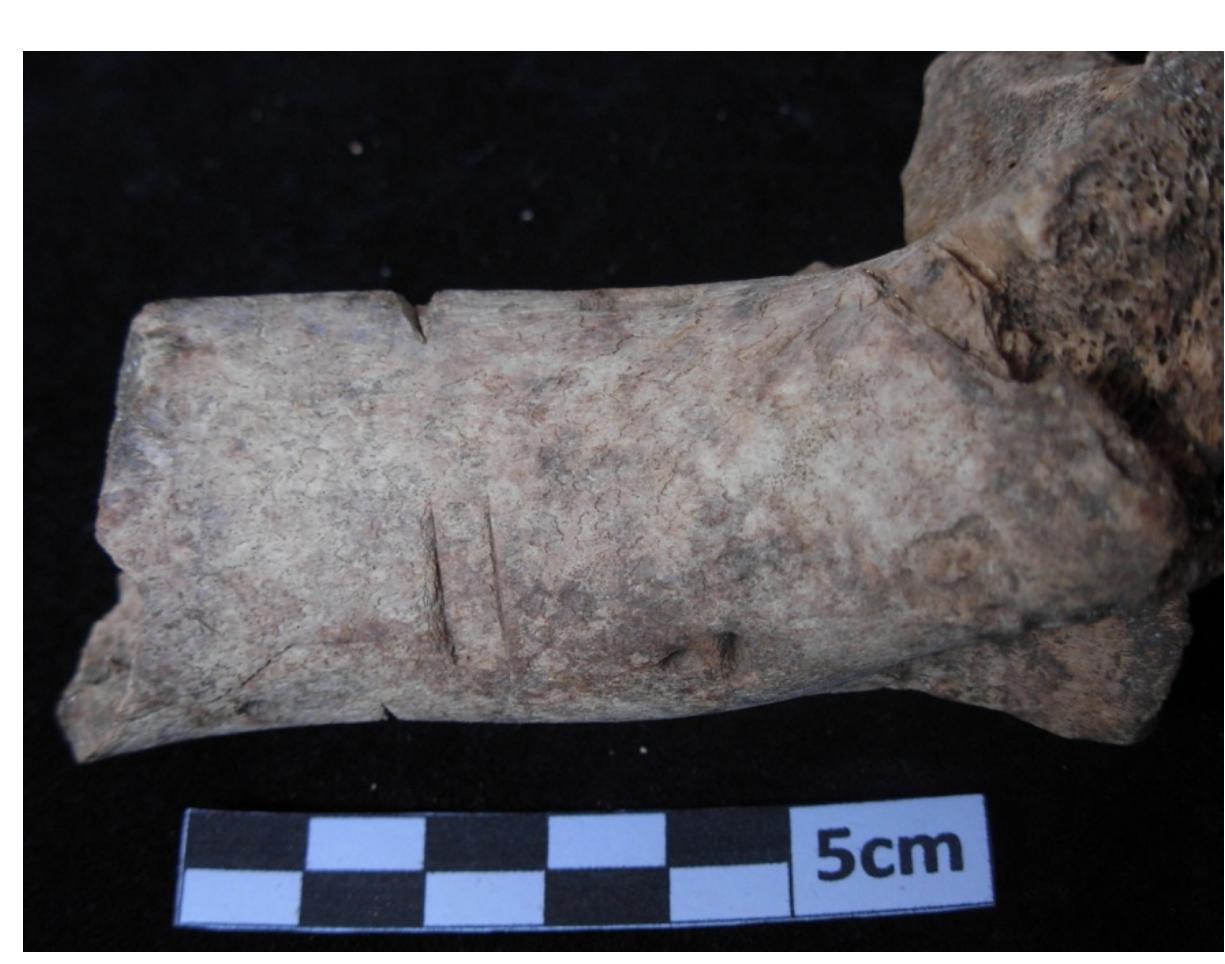 43. humerus, right, cut marks, cattle.