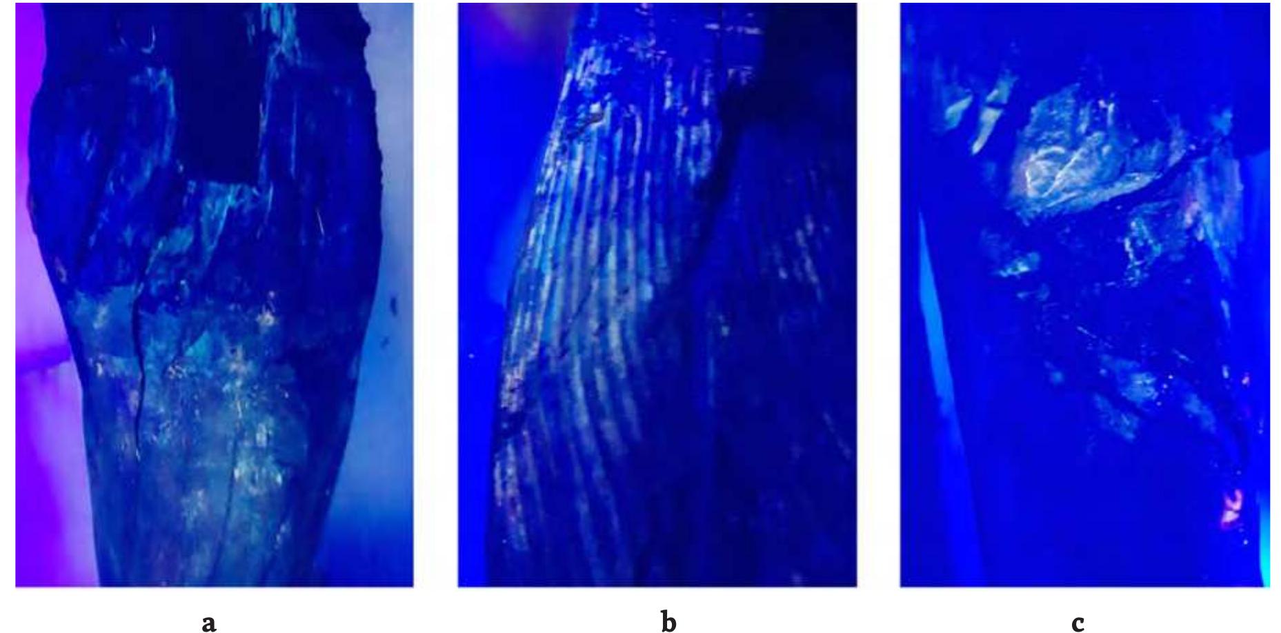 Fig.4 UvV-fluorescence documentation: (a) Polyvinyl acetate used for the modern fixature of the left shoulder joint; (b) Remains of white calcium carbonate on the kilt appearing whitish-blue; (c) The orange hue of animal glues on the joint of the left knee (photos A. Medhat, A. Adel). 