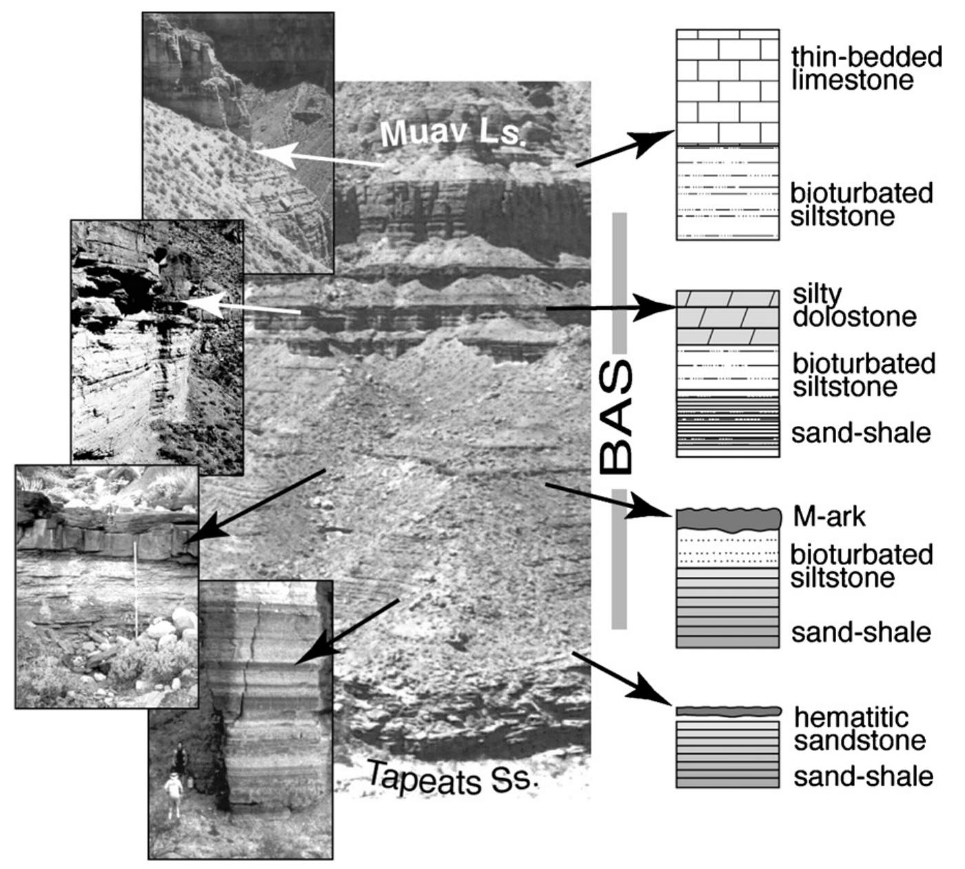 Stackable Limestone Facies stacking patterns for the bright angel shale (bas)