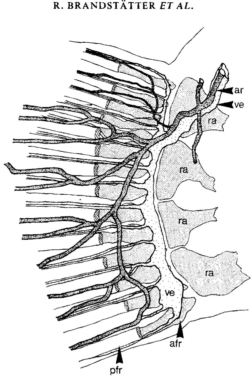 Blenny Dissection (PDF) Micro-anatomy of the pectoral fin in blennies (Blenniini ...