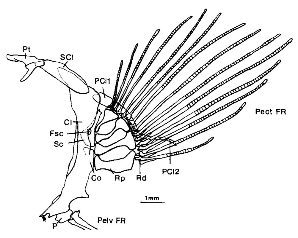 (PDF) Micro-anatomy of the pectoral fin in blennies (Blenniini ...