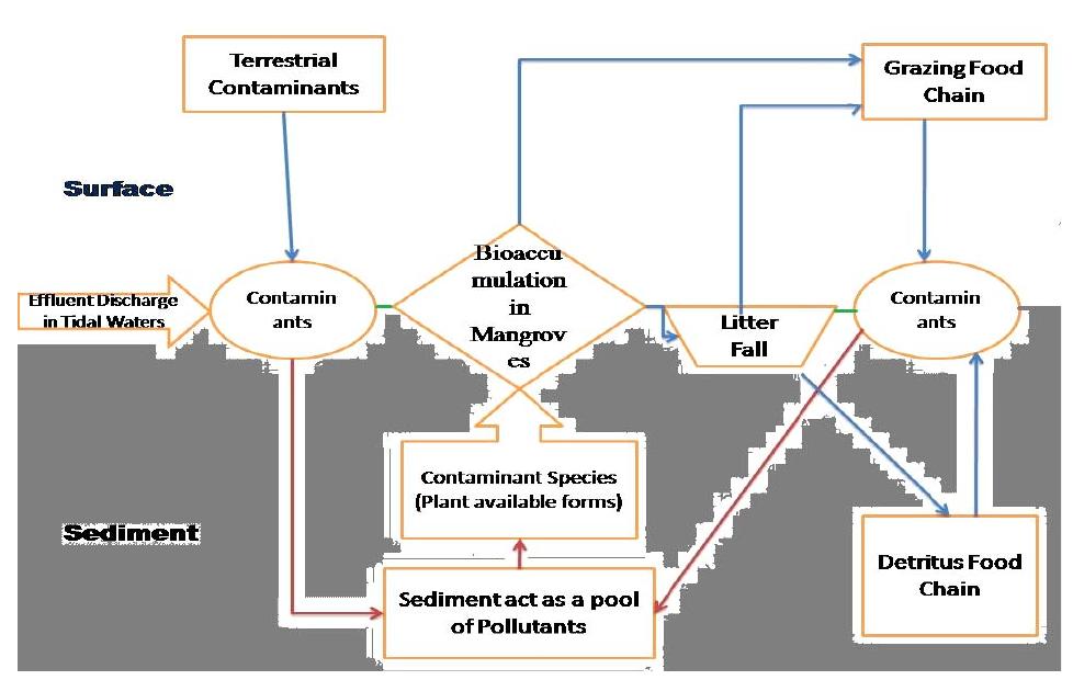 Contaminant pathway in the mangrove ecosystem.