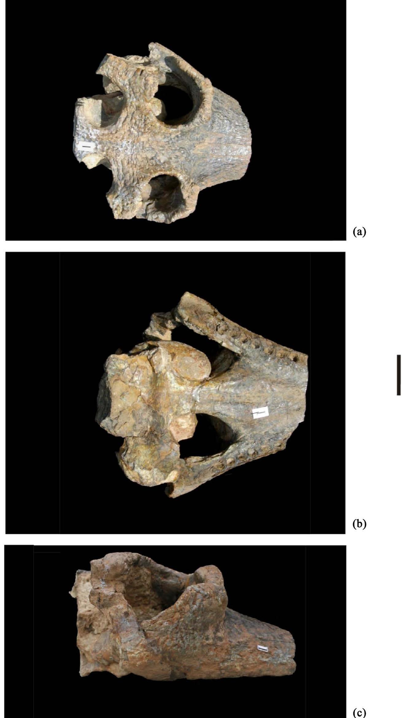 (PDF) New Fossil Reptile Records from the Siwalik of North India
