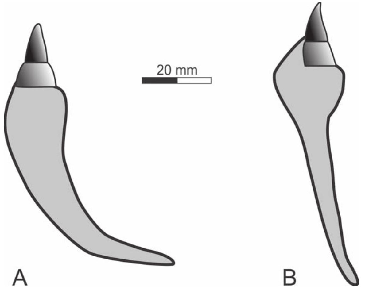 Schematical Schematical drawing of transversal cross section of the left
