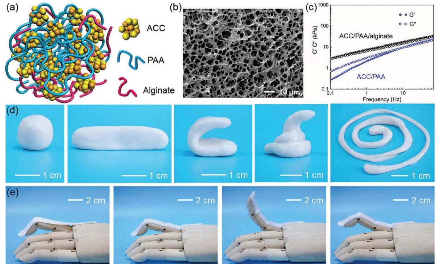 (a) schematic structure of the acc/paa/alginate mineral