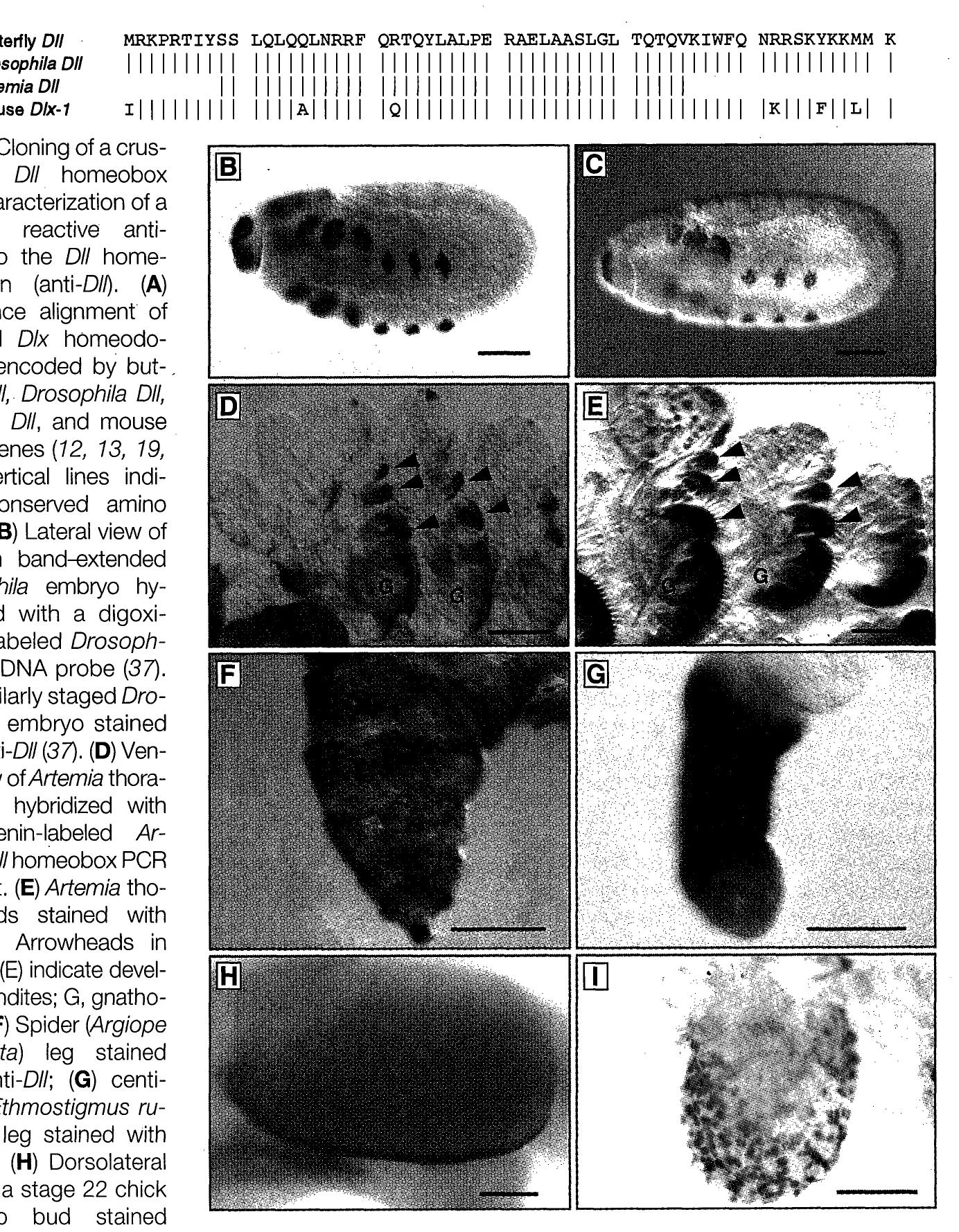 (PDF) The Development of Crustacean Limbs and the Evolution of Arthropods
