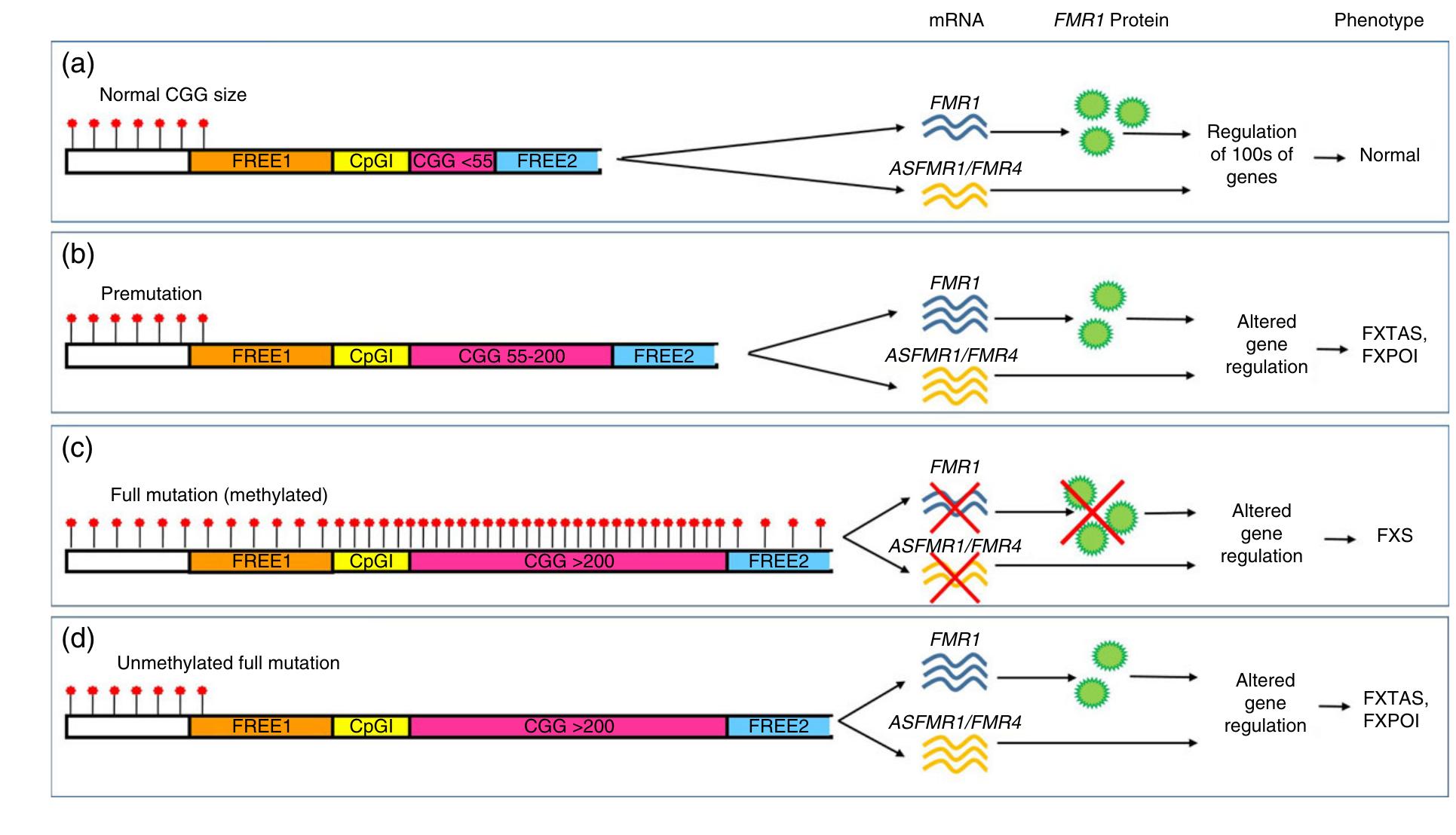 (PDF) Epigenetics of fragile X syndrome and fragile X-related disorders