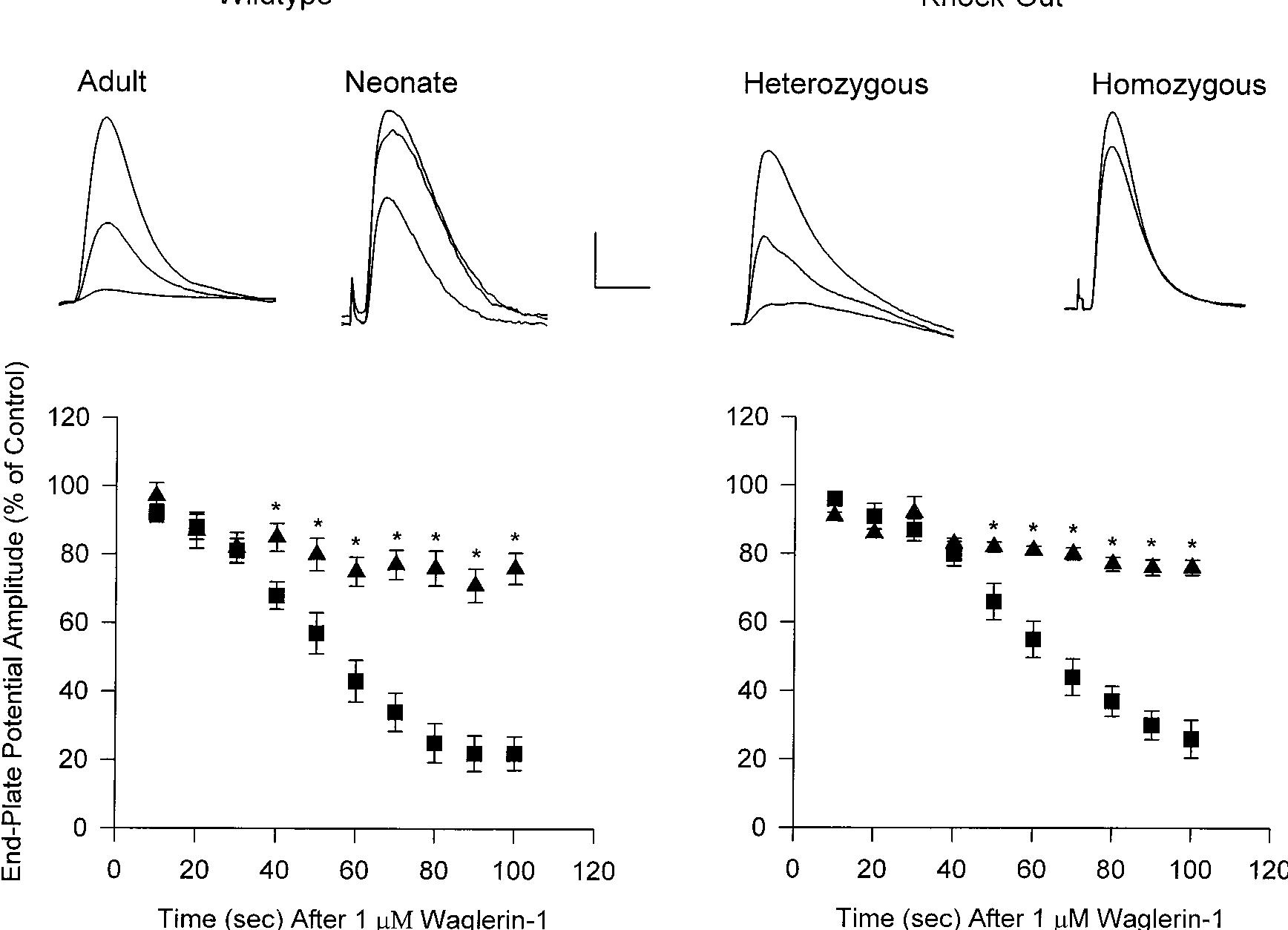 Fig. 3. Epps in crushed fiber soleus muscle/nerve preparations of adult wild-type and heterozygous e-subunit KO mice are more sensitive to Waglerin-1 block than epps of neonatal wild-type or adult homozygous KO mice. Top, average of five epps recorded before (largest trace), during (smallest trace), and after (middle trace) exposure to 1 uM Waglerin-1 for 1.5 min. The calibration (top, middle) is: 2 mV for all recordings, 2 ms for the adult wild-type and heterozygous KO preparations, 4 ms for the adult homozygous KO, and 6 ms for the wild-type neonatal muscle. Epps were evoked at 0.5 Hz with a supramaximal pulse of 0.1 ms duration. The graphs below the row of records summarize the time course of 1 4M Waglerin-1’s effect on epp amplitude: Ml, adult wild-type (6 fibers, 2 muscles, 2 mice) or heterozygous KO (6 fibers, 1 muscle) mice; A, neonatal wild-type (21 fibers, 3 muscles, 3 mice) or homozygous KO (11 fibers, 2 muscles, 1 mouse). Each data point is the mean + S.E.M. of the epp amplitude in the presence of Waglerin-1  expressed as percentage of the control value. Asterisks indicate a significant (p < .05) difference between adult and neonatal wild-type preparations as well as between heterozygous and homozygous KO groups. 
