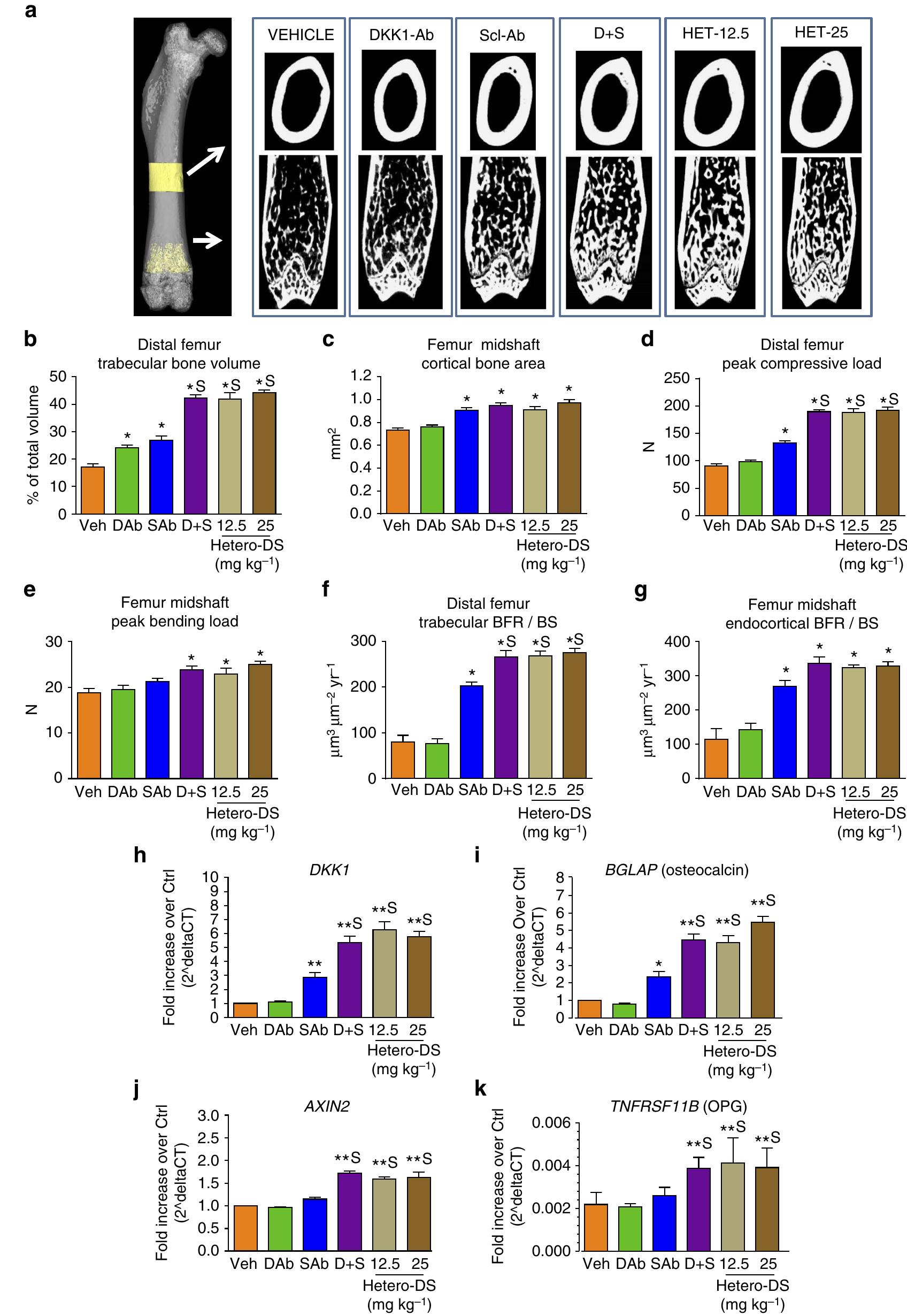 | the bispecific heterodimeric antibody hetero-ds increased