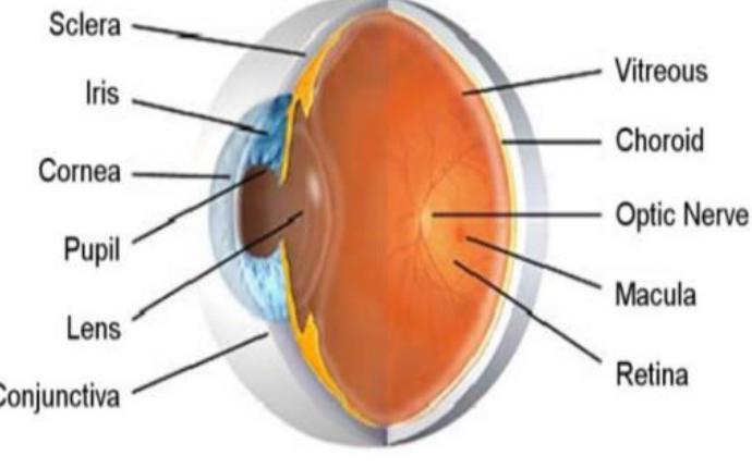 Anatomy of human eye showing retina