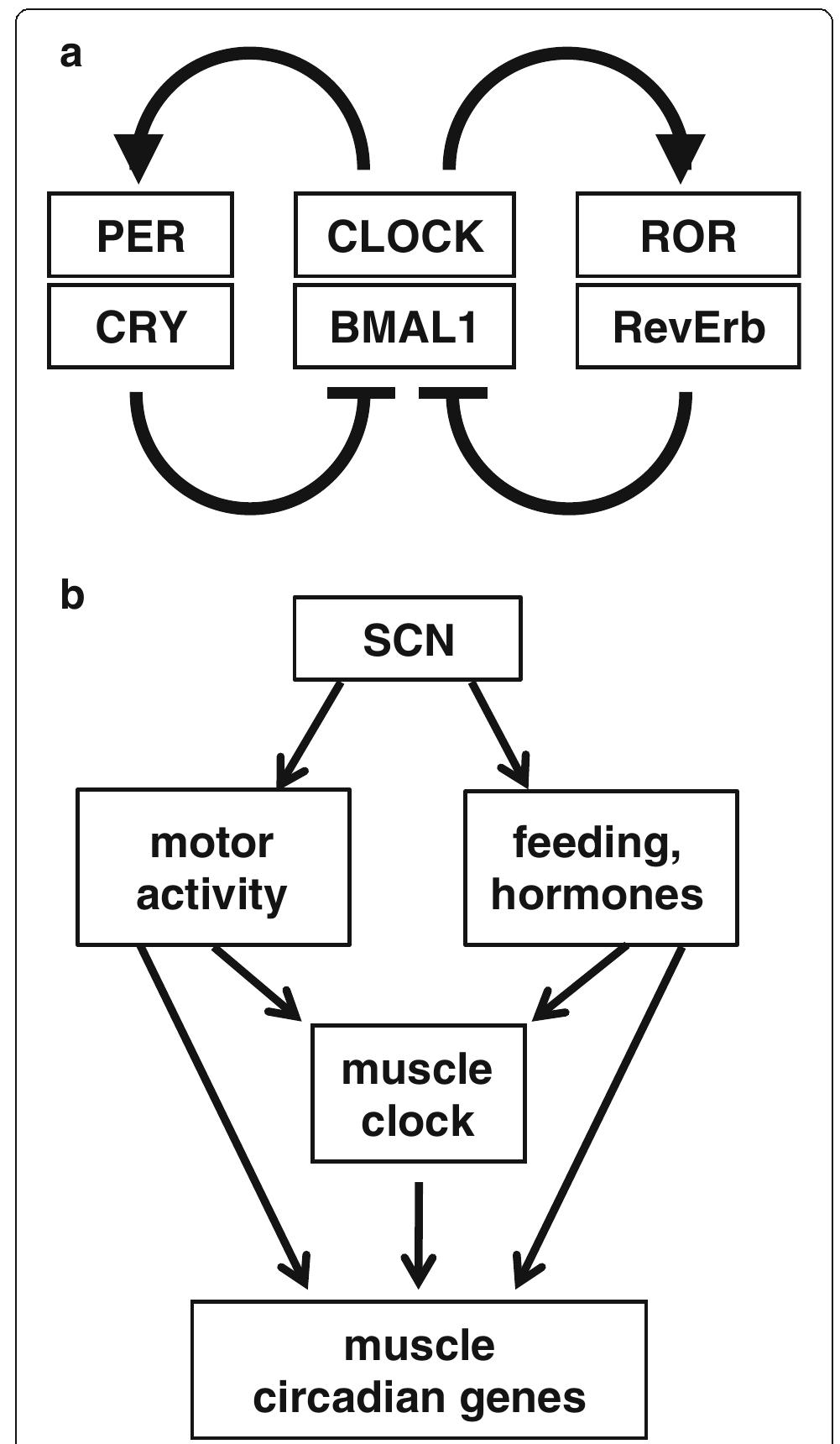 Muscle Clock (PDF) The functional significance of the skeletal muscle clock: lessons ...
