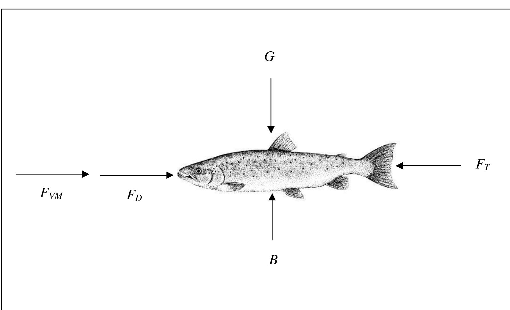 Diagram shows the main forces acting on a swimming fish