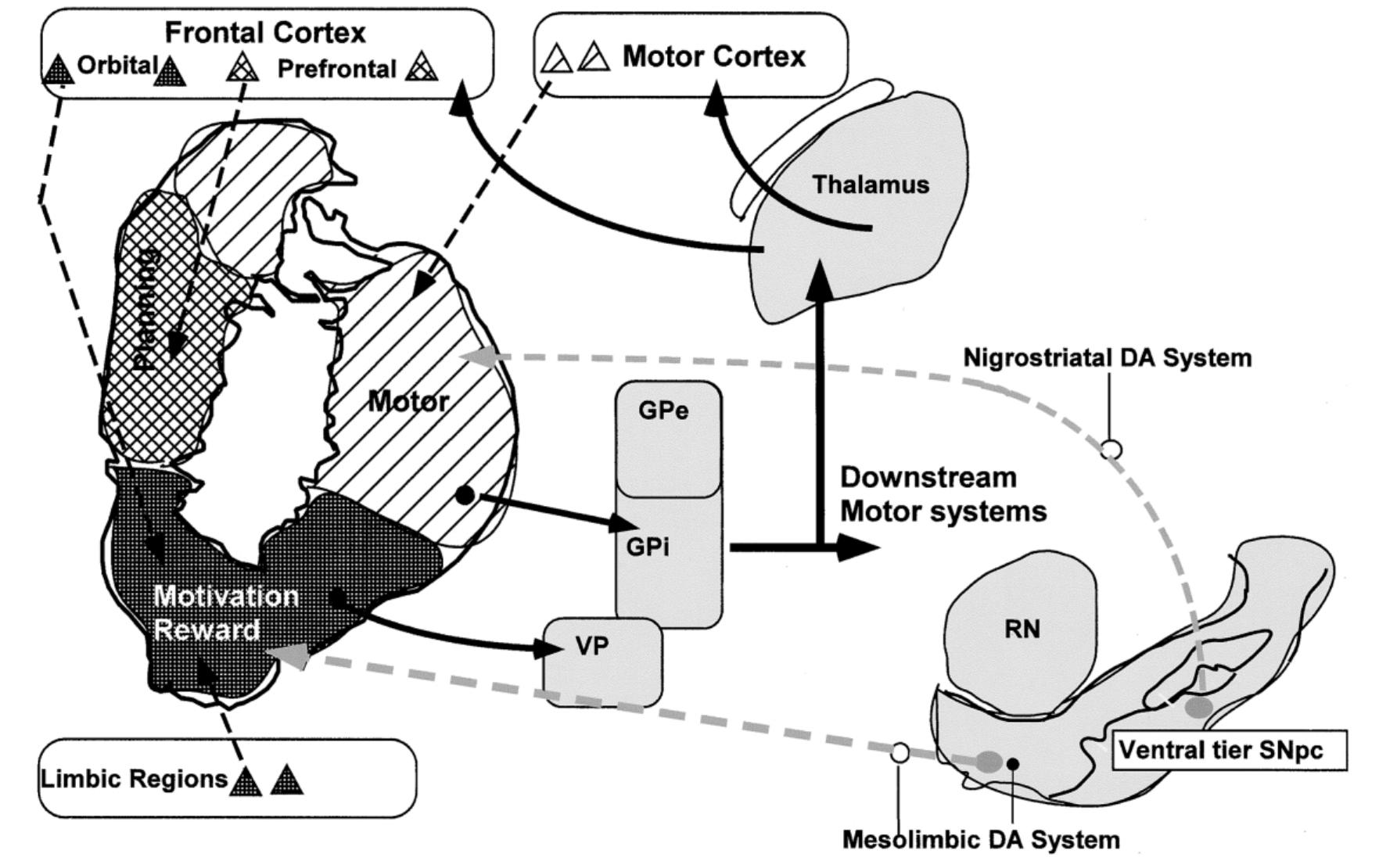 Figure 2 - from Dopamine D3 receptor as a therapeutic target