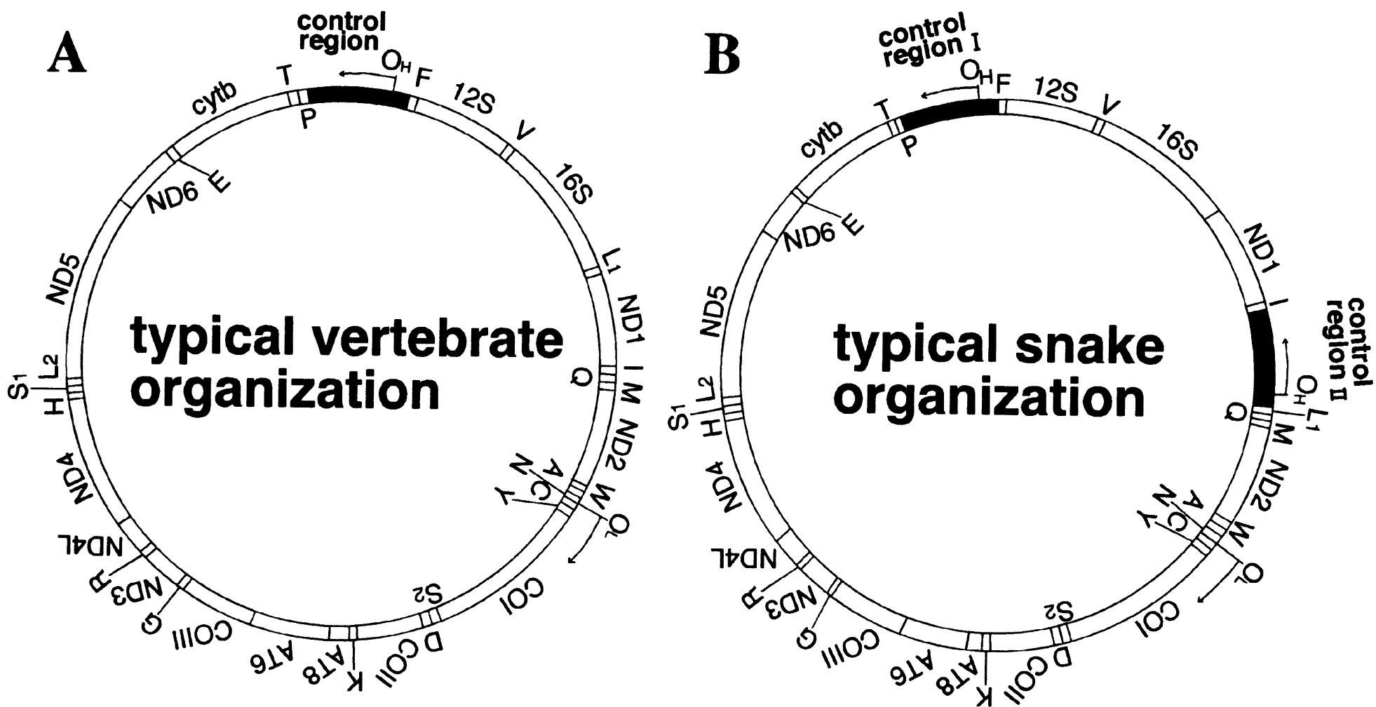 Sunbeam Python (PDF) Complete Mitochondrial DNA Sequences of Six Snakes: Phylogenetic ...
