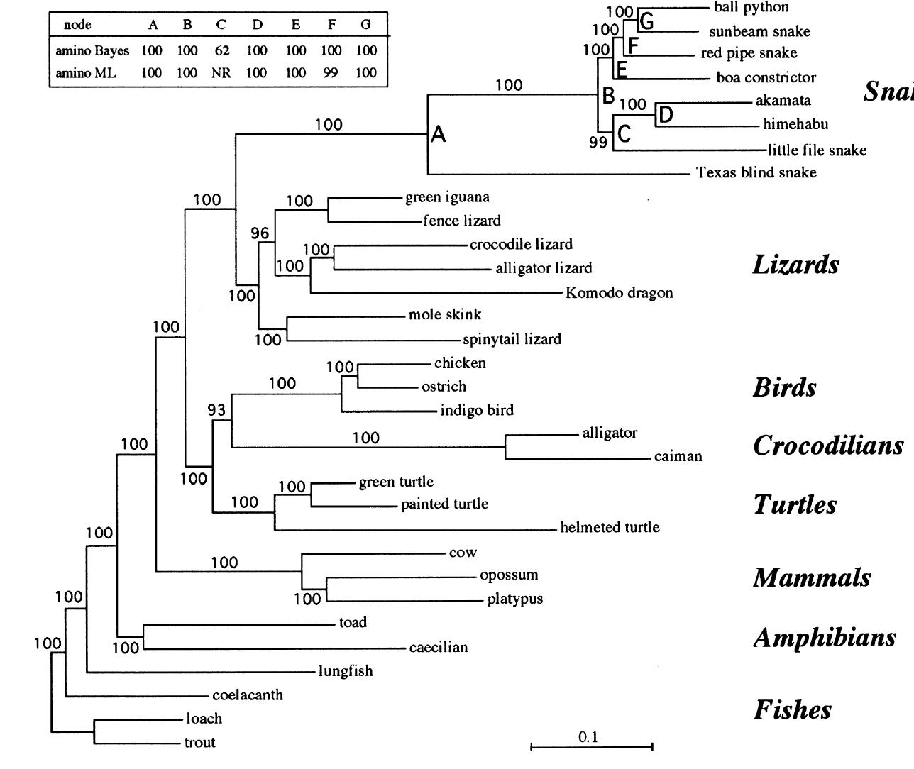 Snake Dna (PDF) Complete Mitochondrial DNA Sequences of Six Snakes: Phylogenetic ...
