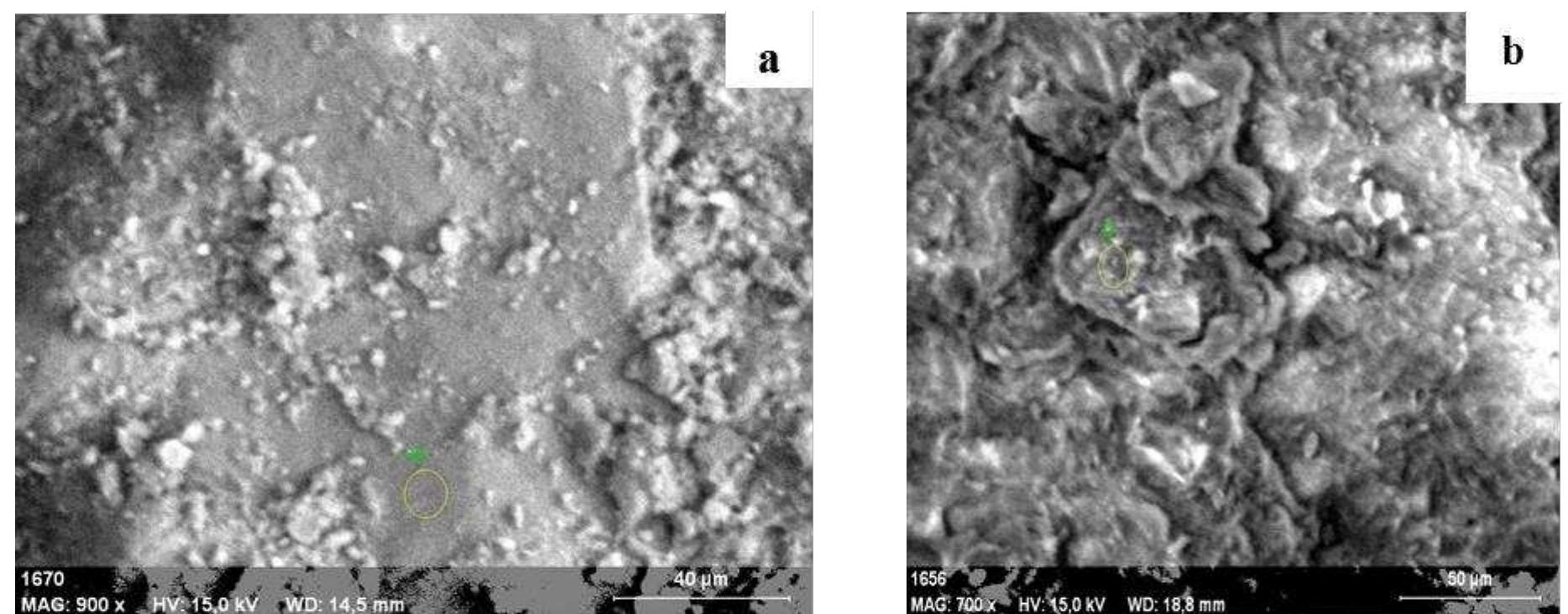 Scanning Material Image Scanning electron microscopy images of the raw and