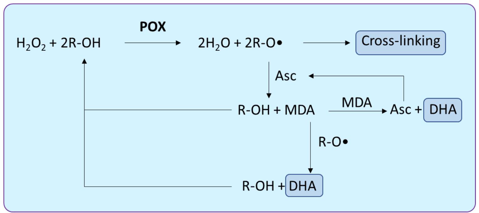(PDF) Recent Developments in Enzymatic Antioxidant Defence Mechanism in ...