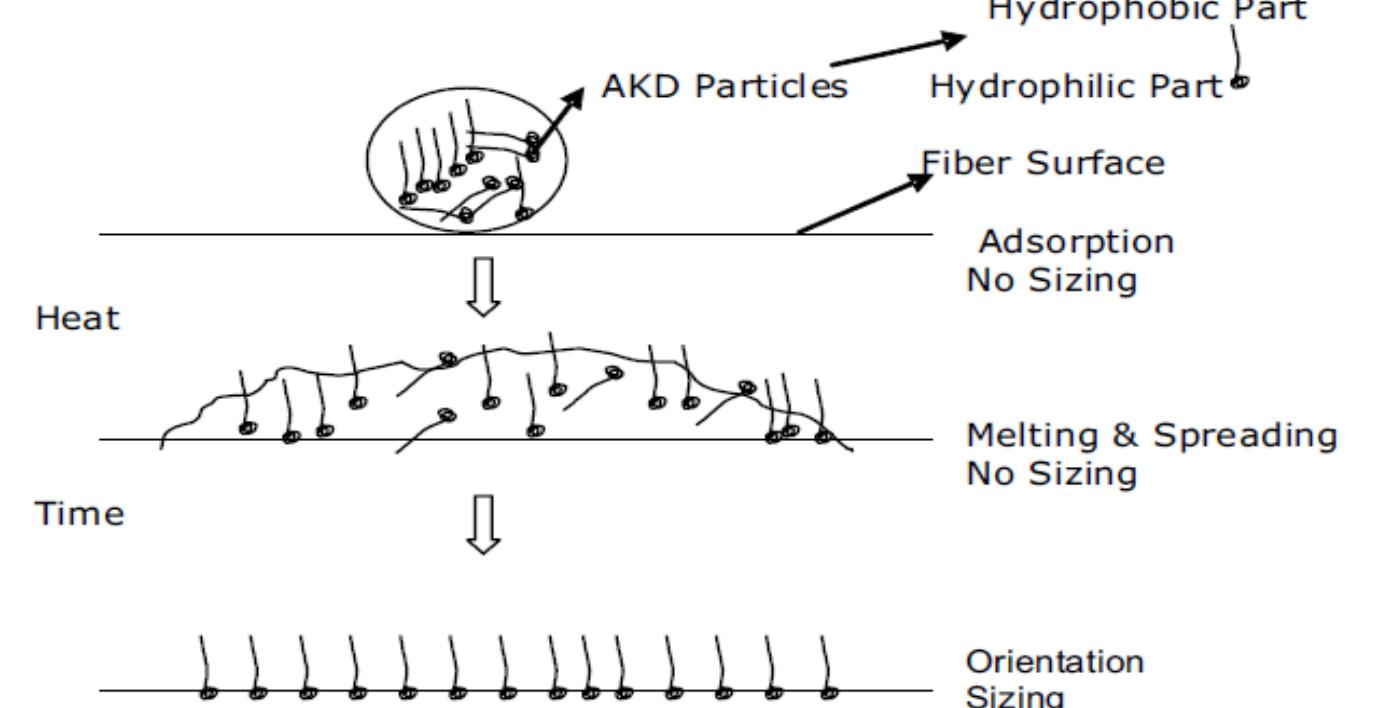 Figure 2 - from The Performance of Alkylketene Dimer (AKD)