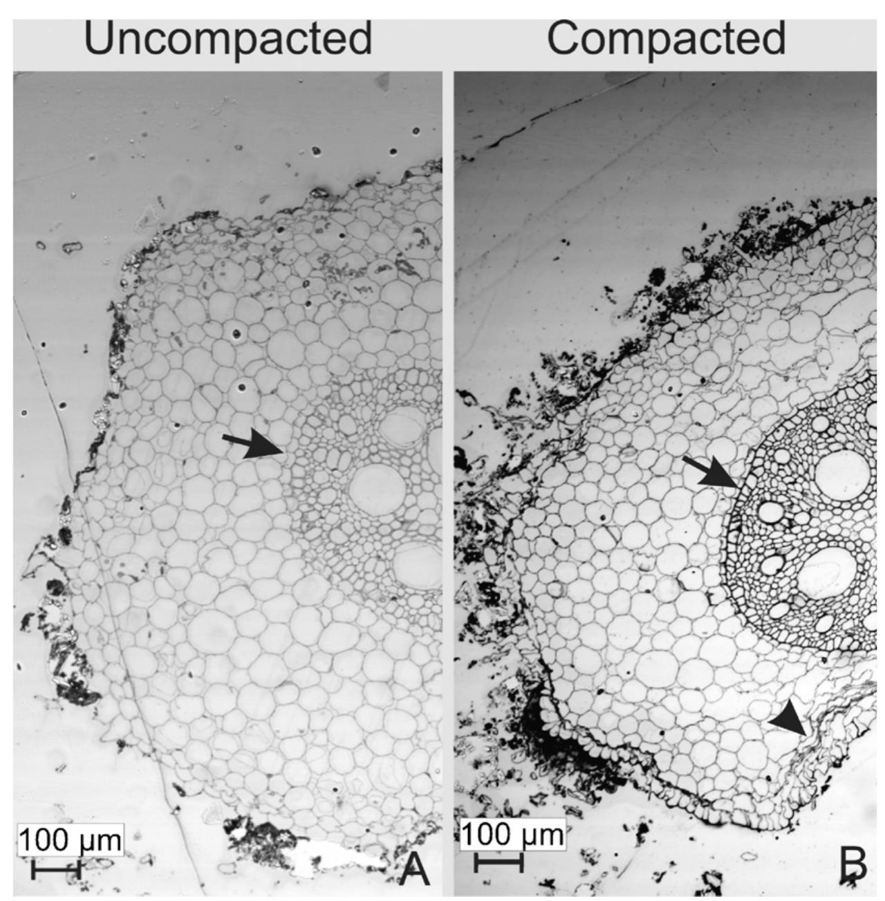 Compacted Roots (PDF) Effects of soil compaction on root elongation and anatomy of ...
