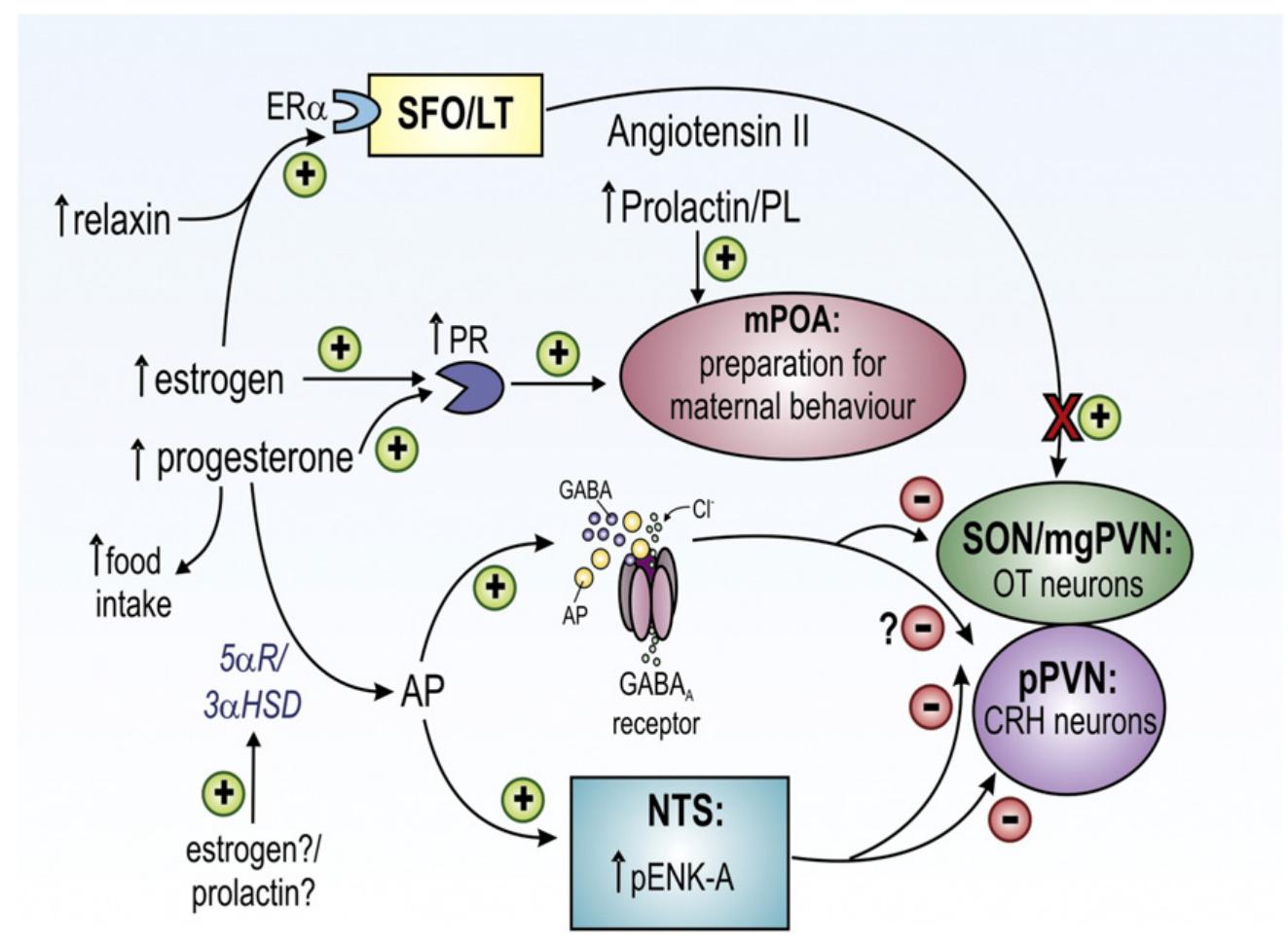 (PDF) Endocrine induced changes in brain function during pregnancy