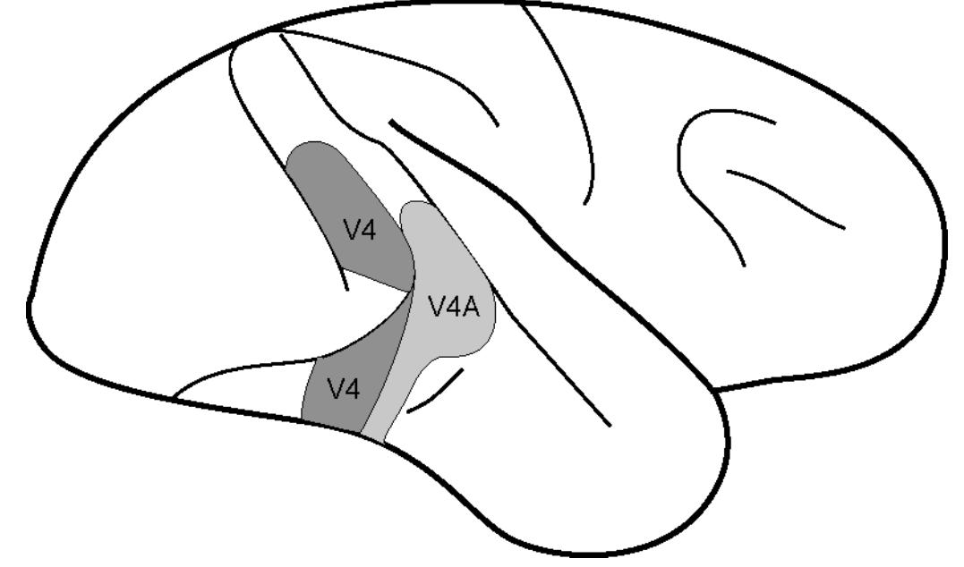 (PDF) The architecture of the colour centre in the human visual brain ...