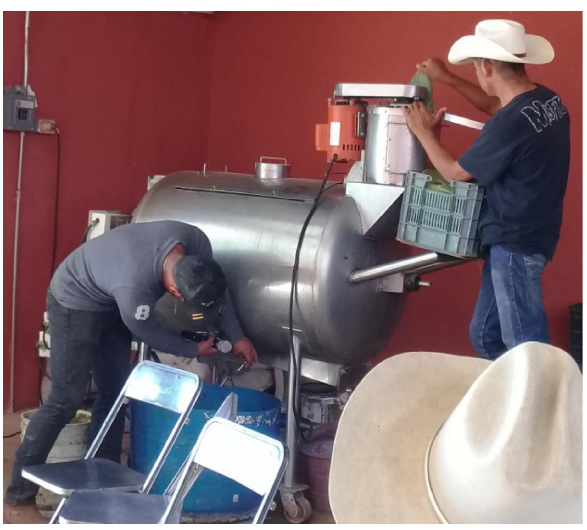 (PDF) Semi-solid fermentation of nopal (Opuntia spp) for use as an ...