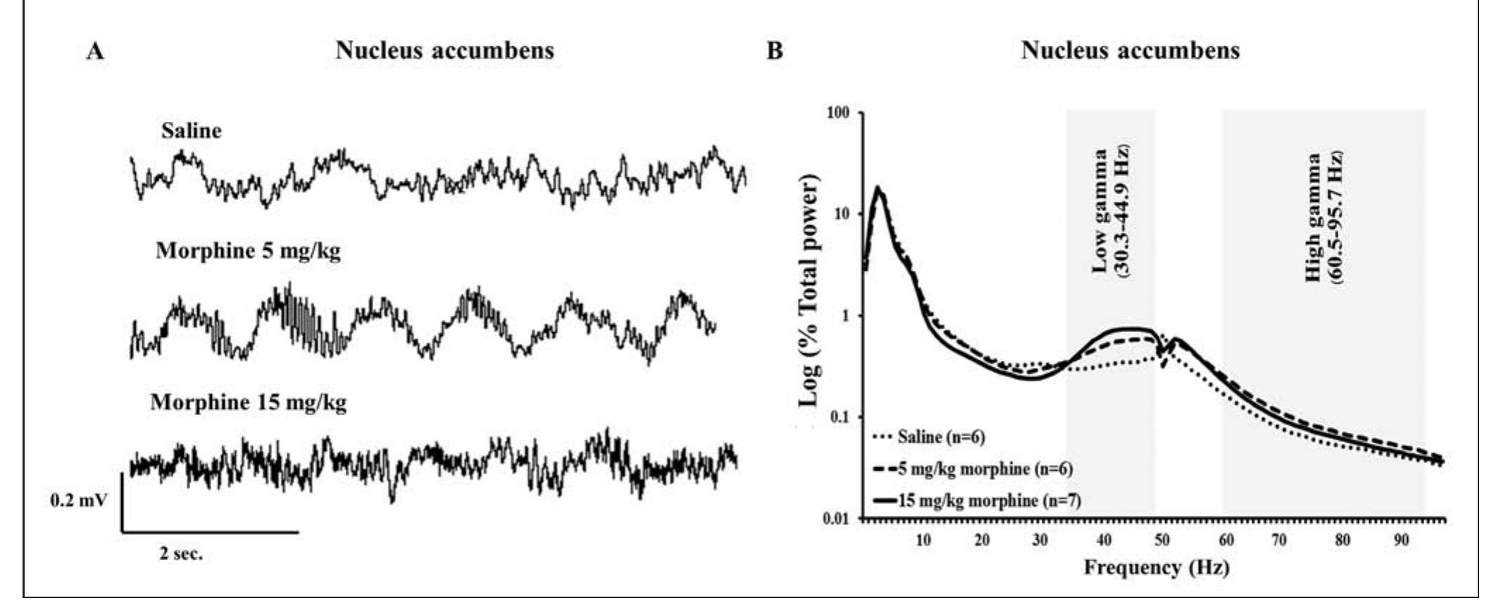 Raw lfp signals and power spectra in the nucleus accumbens