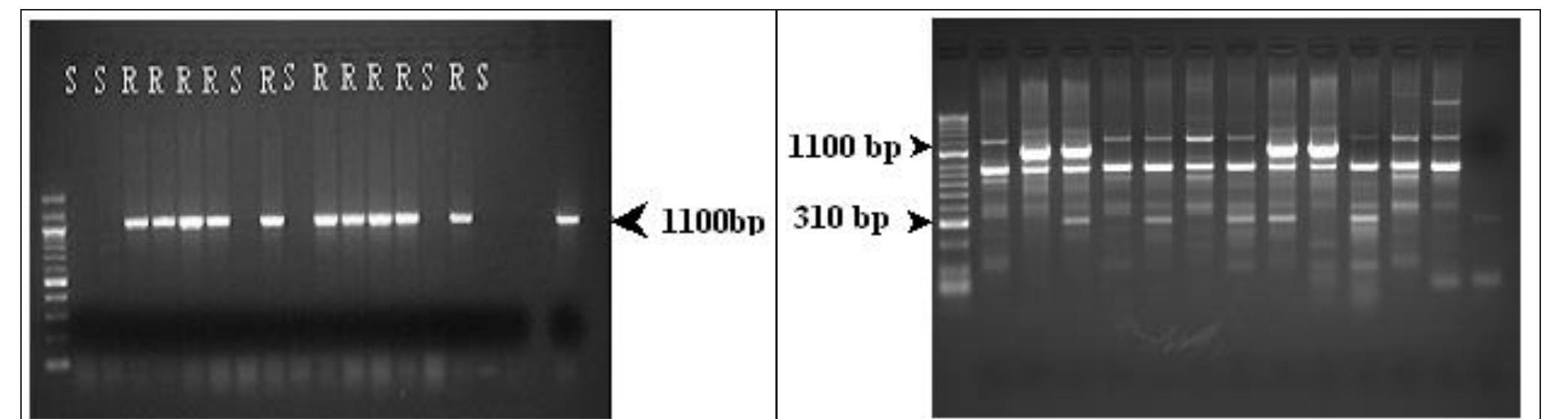 PDF) Evaluating D-genome-based synthetic hexaploids and