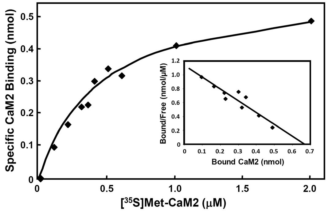 Figure 3 - from Arabidopsis Calmodulin-binding Protein