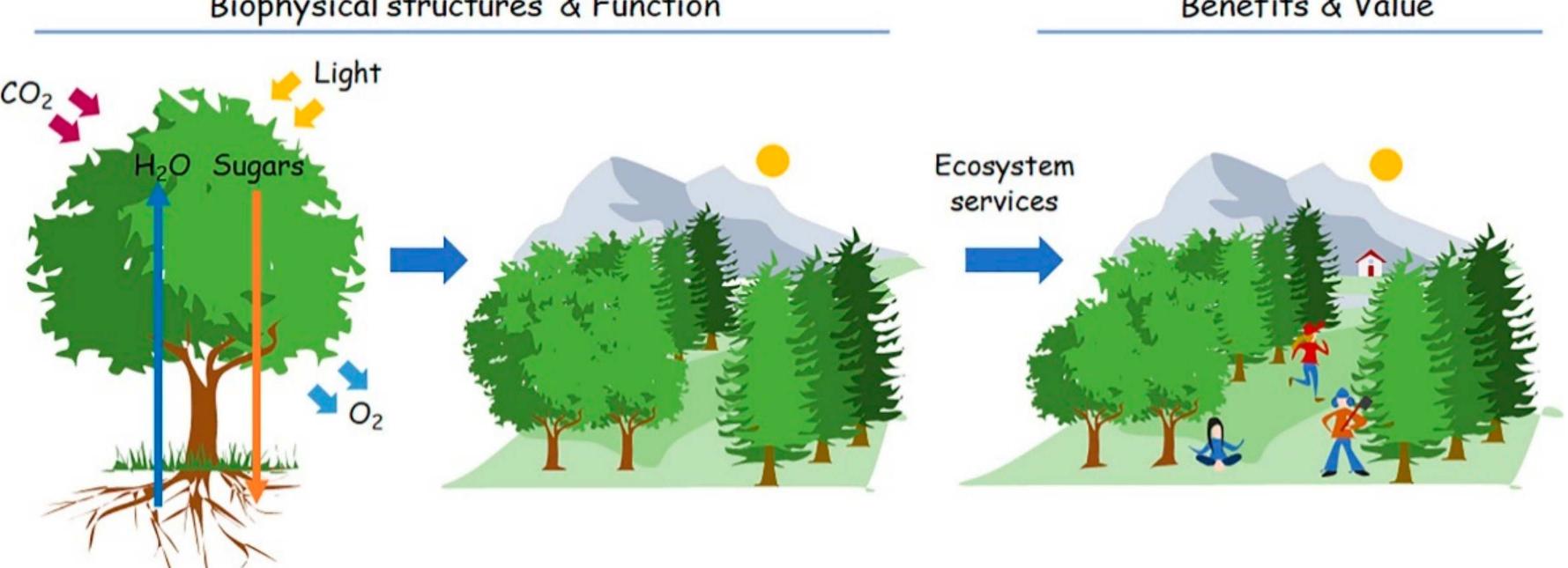 Schematic illustration of the concept of ecosystem services