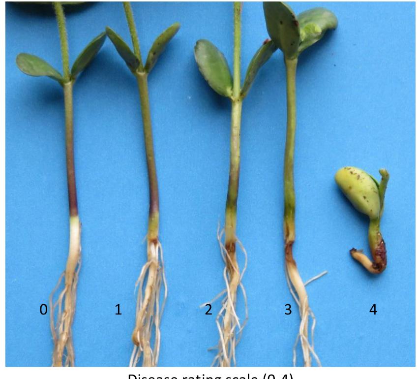 Root rot symptoms caused by rhizoctonia solani rated on a