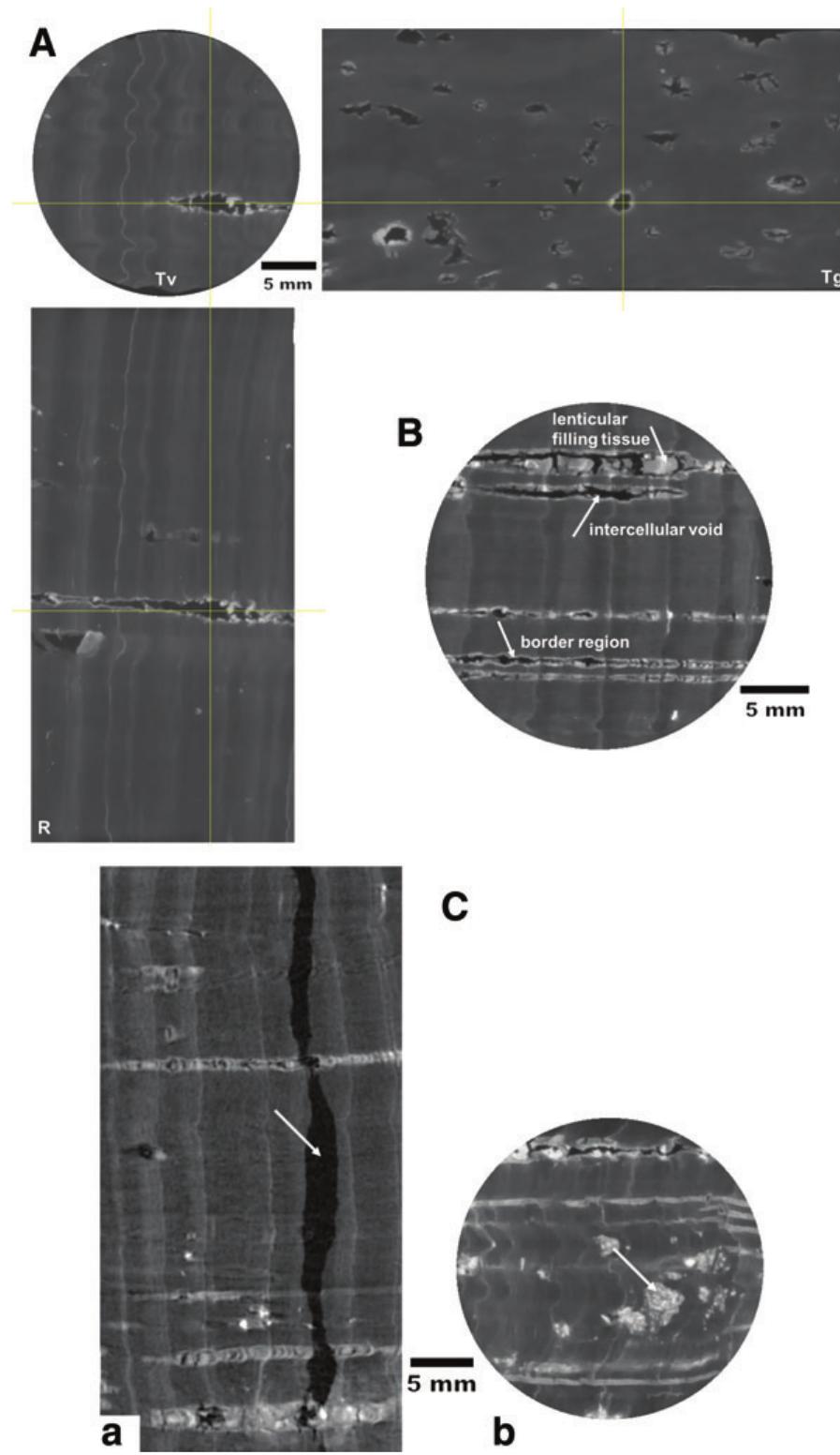 (PDF) Cork structural discontinuities studied with X-ray microtomography