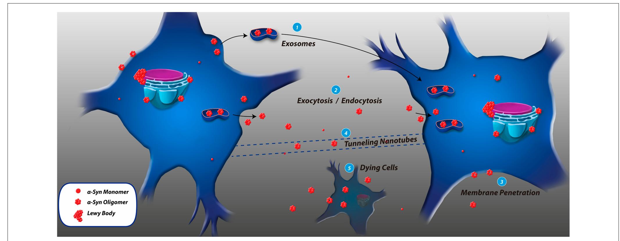 (PDF) Features of alpha-synuclein that could explain the progression ...