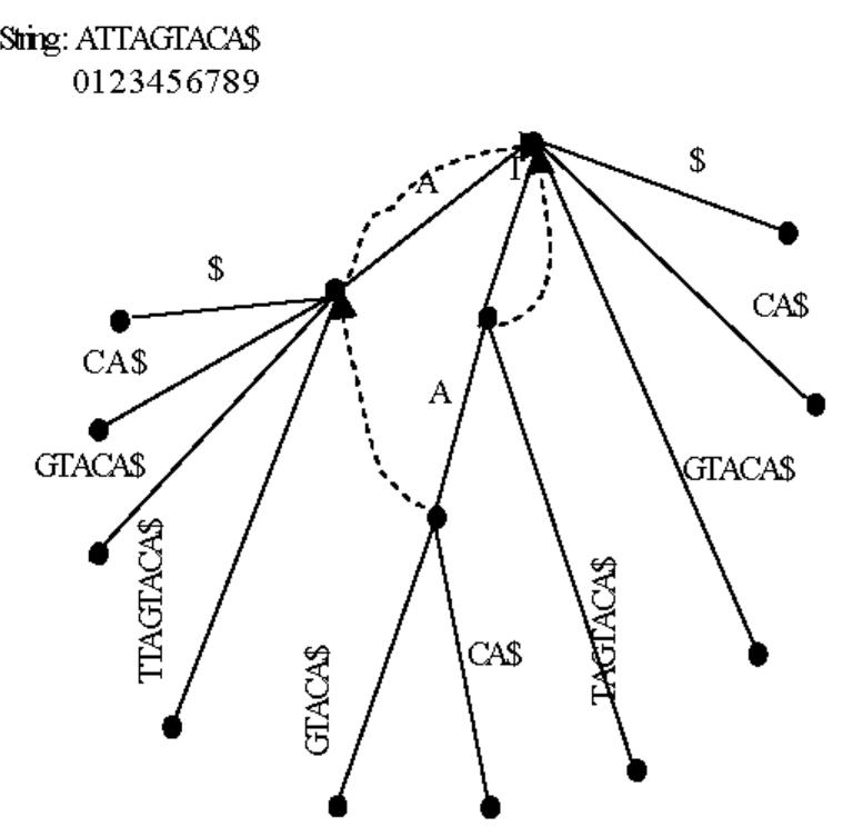 (PDF) A Suffix Tree Construction Algorithm for DNA Sequences