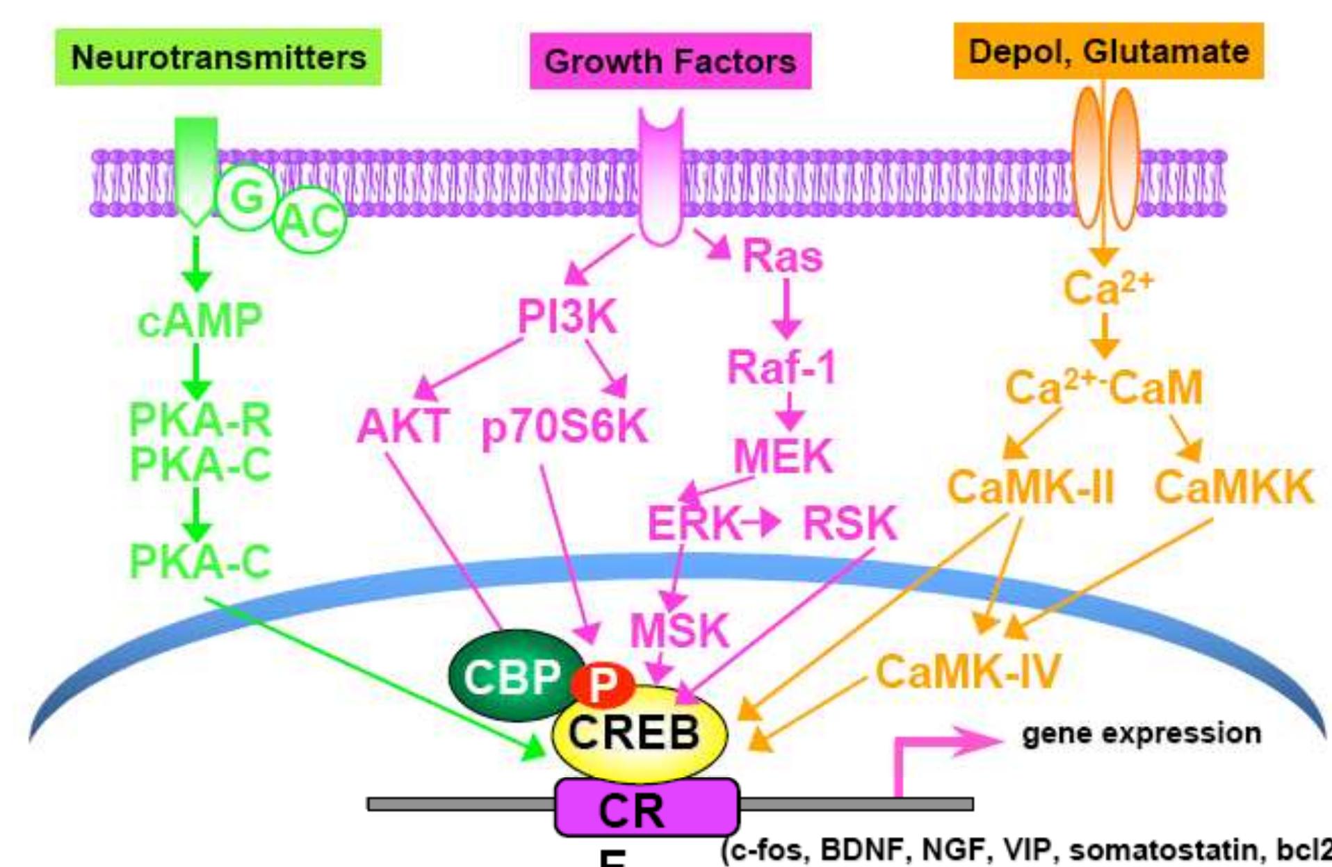 Figure 1 - from CREB, Synapses and Memory Disorders: Past