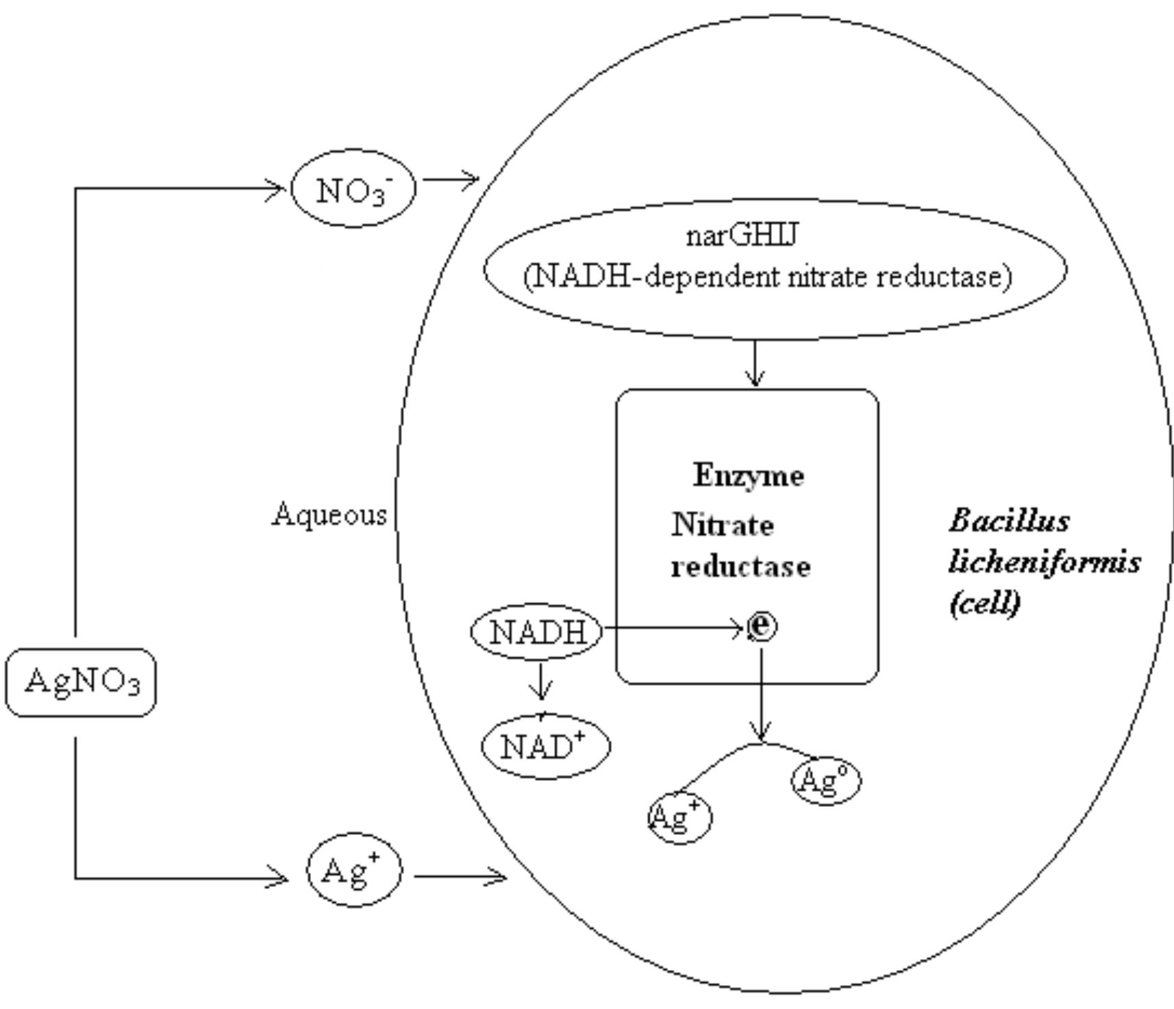 The possible mechanism for the biosynthesis of silver